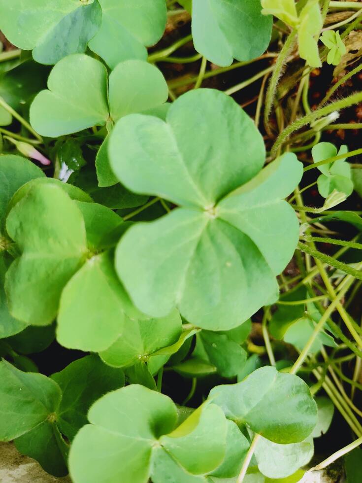 Vibrant green trifoliate leaves, likely Oxalis or clover, bathed in natural light. Fresh, healthy foliage perfect for nature, greenery, plant texture, and botanical background themes. photo