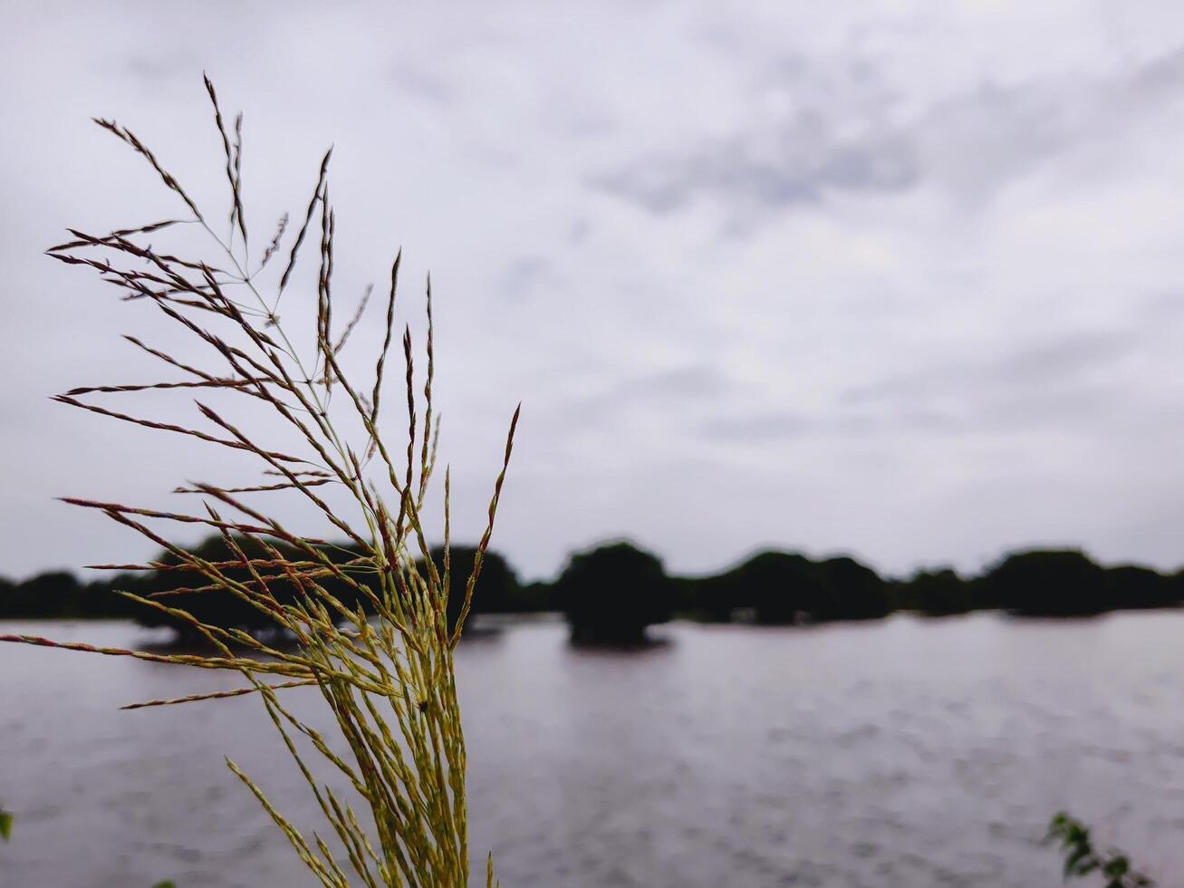 Slender grass with seed heads by a calm lakeside. Overcast sky reflects on water, with distant trees in silhouette. A peaceful and natural wetland scene. photo