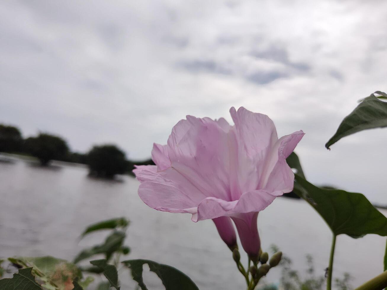 Light pink morning glory flower with delicate petals unfurling, set against a cloudy sky and calm water. A peaceful outdoor scene near a lake or river with distant trees in the background. photo