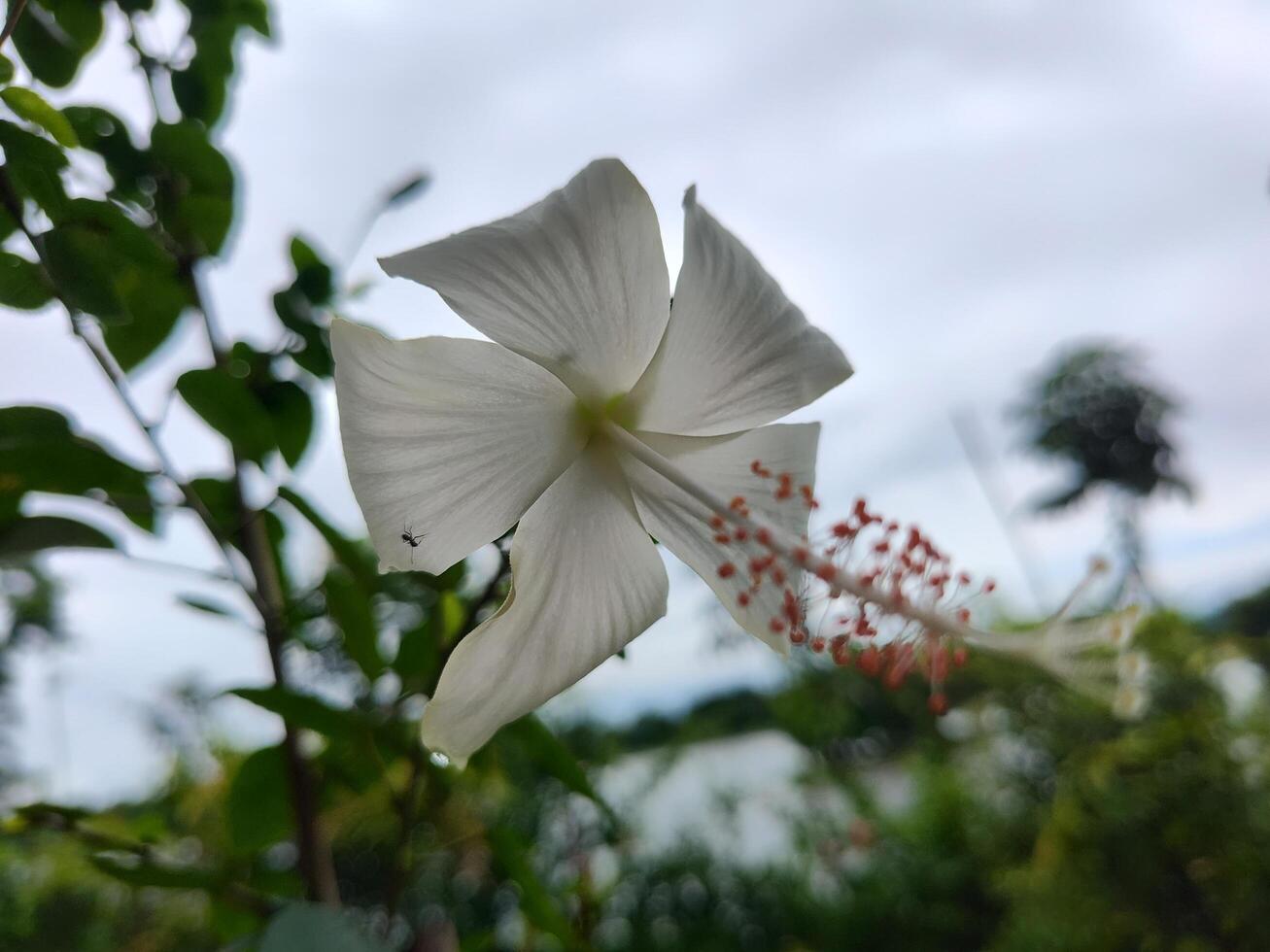 White hibiscus flower with striking orange stamens and a small insect on a petal. Blurred green foliage, water, and tree in the background under a cloudy sky. Perfect for nature and floral themes. photo