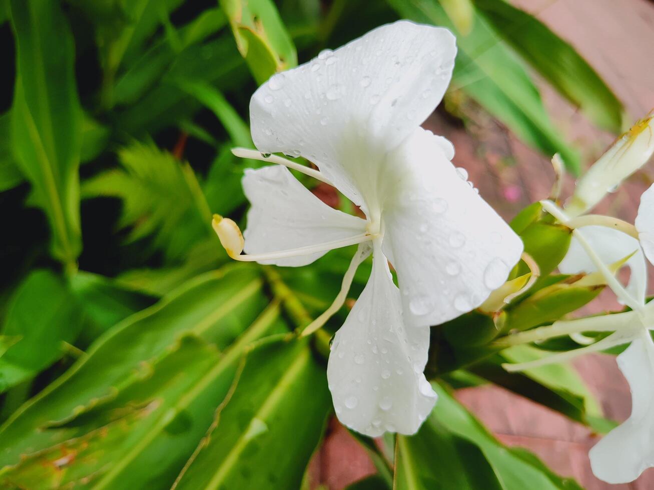 White Ginger Lily flower with water droplets, set against lush green foliage. Sharp focus on delicate petals and glistening dew, ideal for nature, freshness, rain, and tropical themes. photo