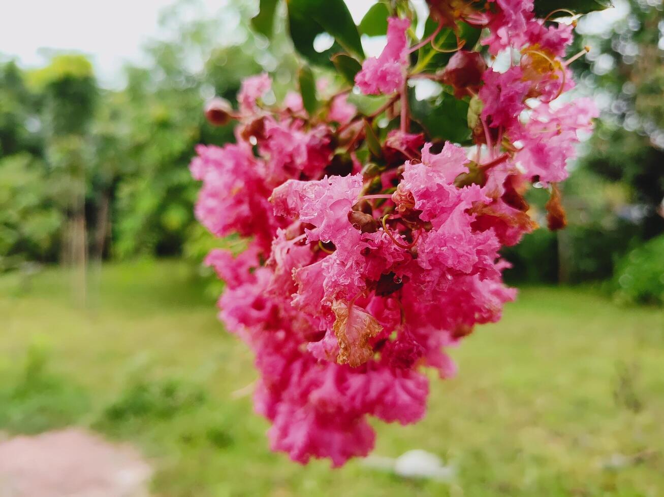 Bright pink flowers with raindrops, highlighted against a blurred green backdrop. Perfect for themes of freshness, nature, spring bloom, and floral beauty. photo