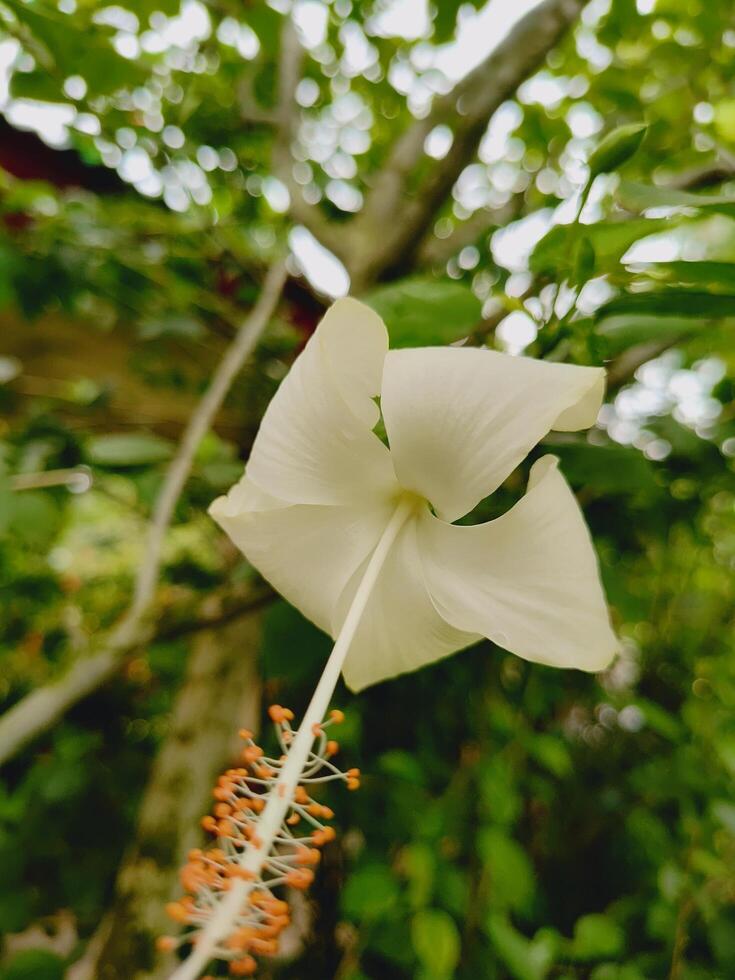 A white hibiscus flower captured from a low angle, showcasing its delicate petals and long stamen with orange anthers, set against a soft, green, naturally blurred background. photo