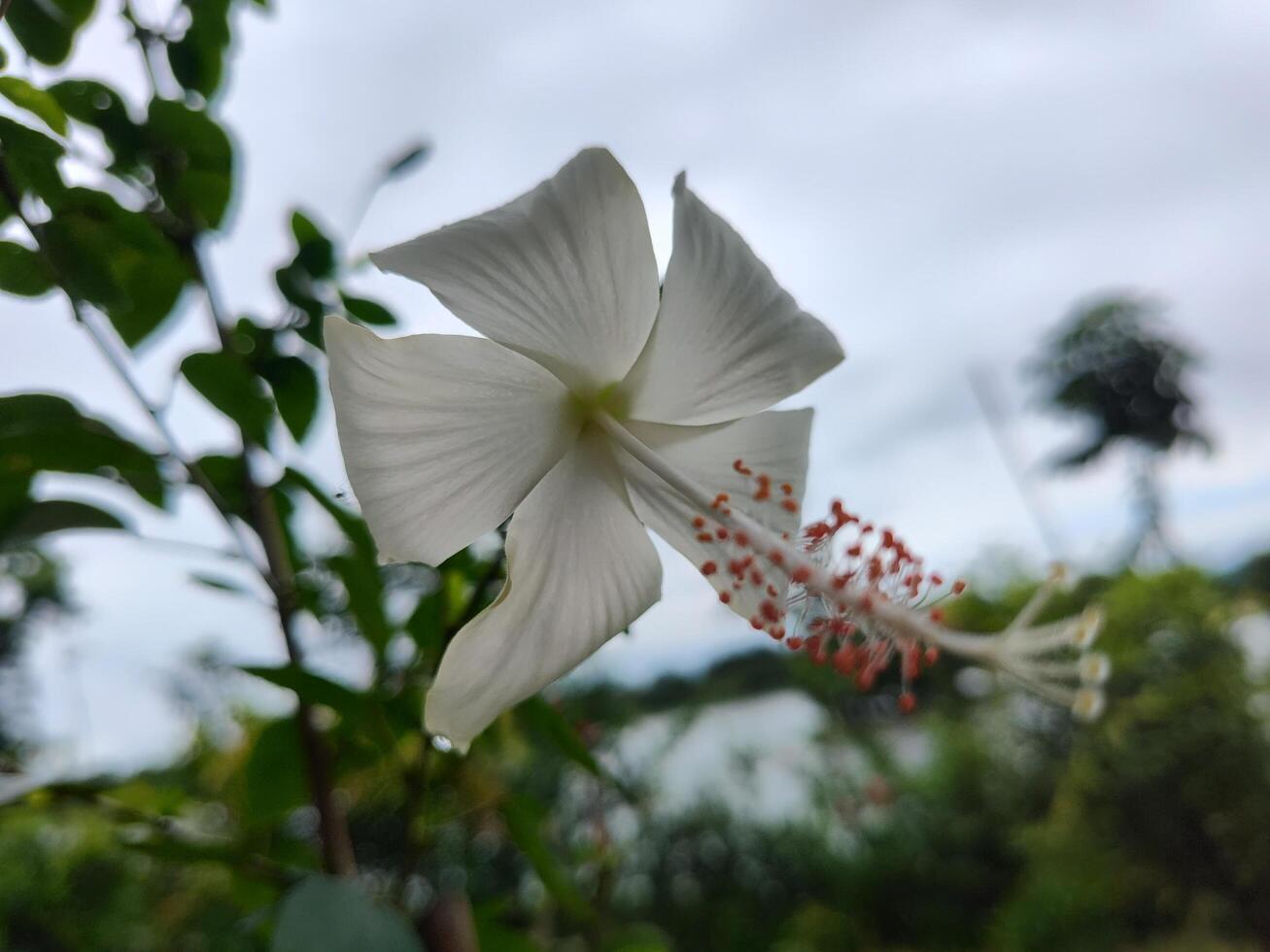 White hibiscus flower with five petals and prominent orange tipped stamen, set against blurred green foliage, water, and cloudy sky. Ideal for nature, tropical, floral, and serene landscape themes. photo