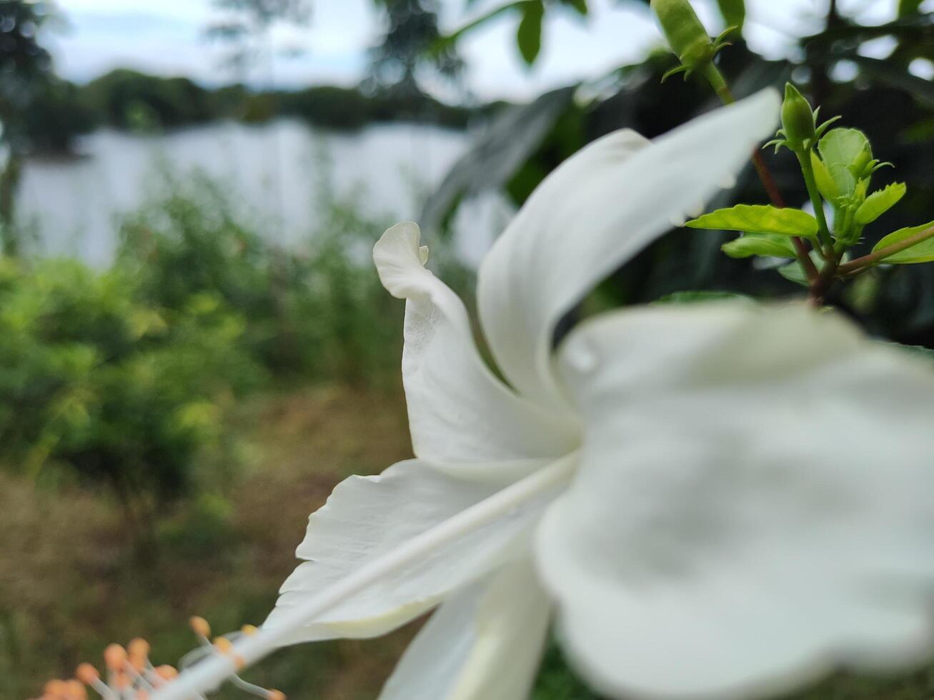 Shallow depth of field photo of a white hibiscus flower with delicate petals, set against a blurred background of calm water and lush green vegetation. Ideal for nature and floral themes.
