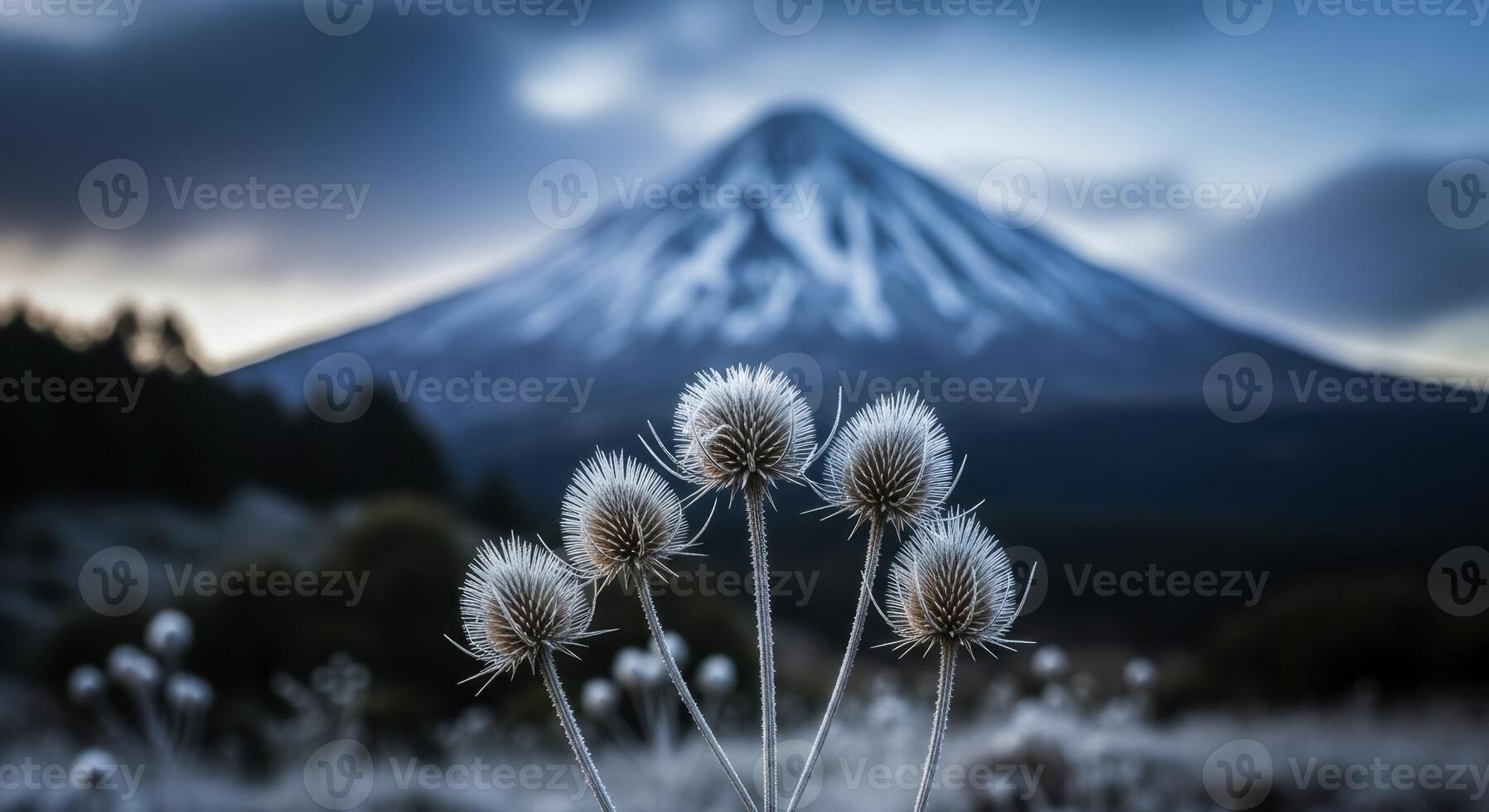 Frosted dry thistle plants in foreground with majestic snow capped mountain peak under dramatic sky photo