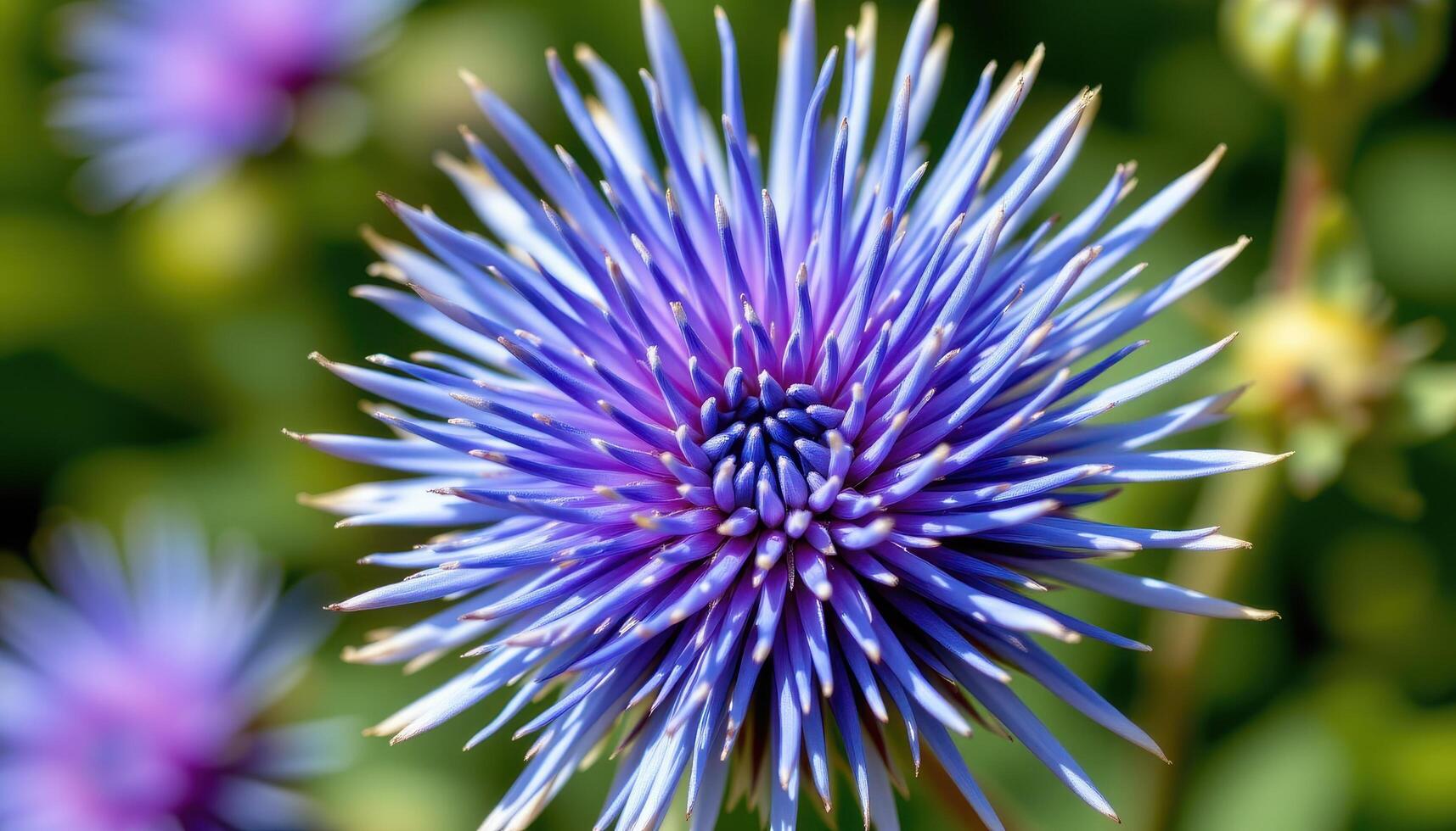 close up view of a globe thistle bloom in vibrant blue with radial symmetry and fine texture. photo