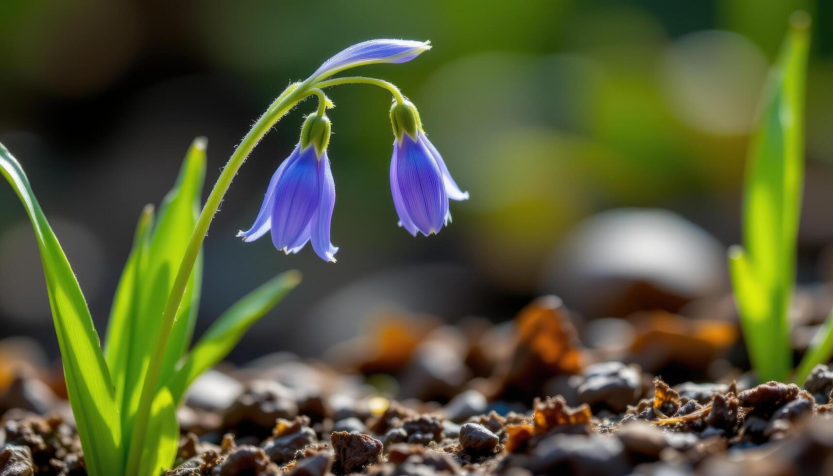 close up view of a fresh bluebell flower arching toward the earth with elegant simplicity. photo
