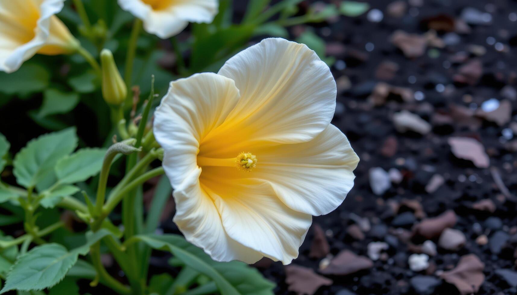 close up view of a trumpet shaped bloom glowing from within against dark garden mulch. photo