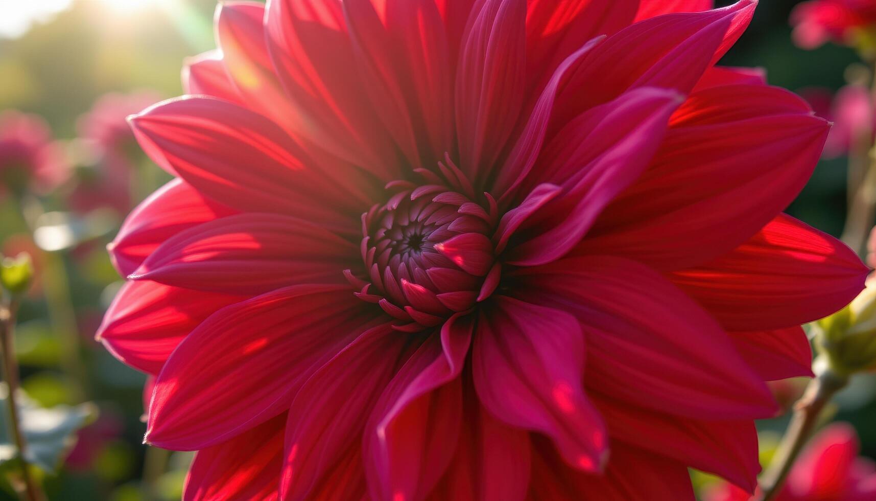 close up view of a deep red dahlia flower glowing vibrantly under afternoon sunlight. photo