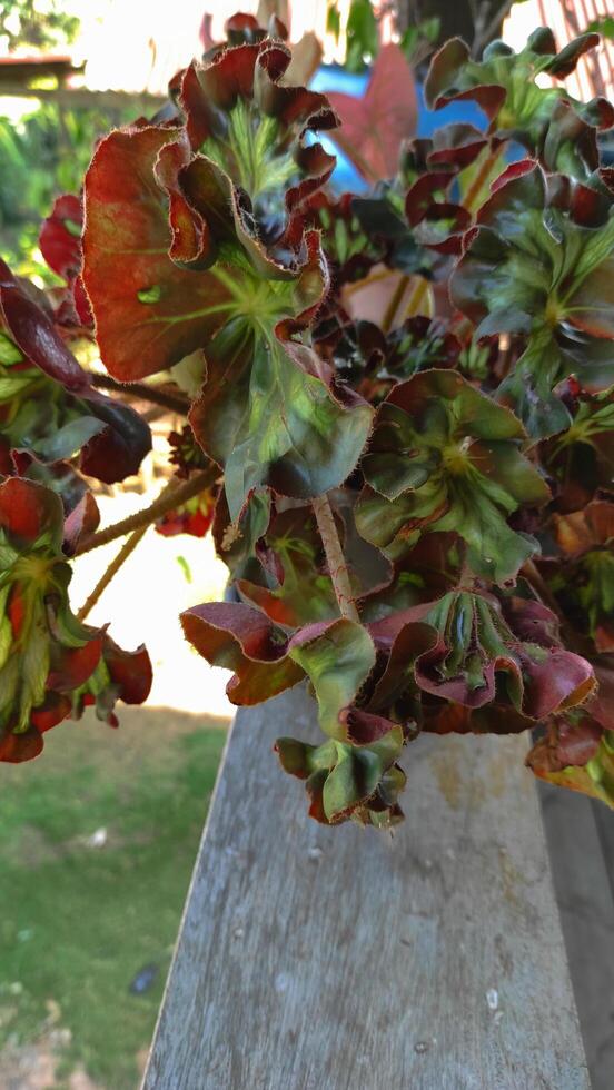 Crimson and Emerald - A Begonias Textured Leaves in Sunlight. photo