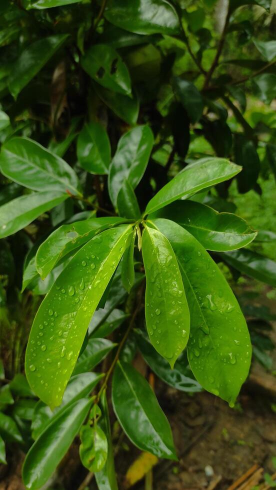 Lush Green Leaves with Raindrops - Natures Refreshing Beauty Closeup. photo