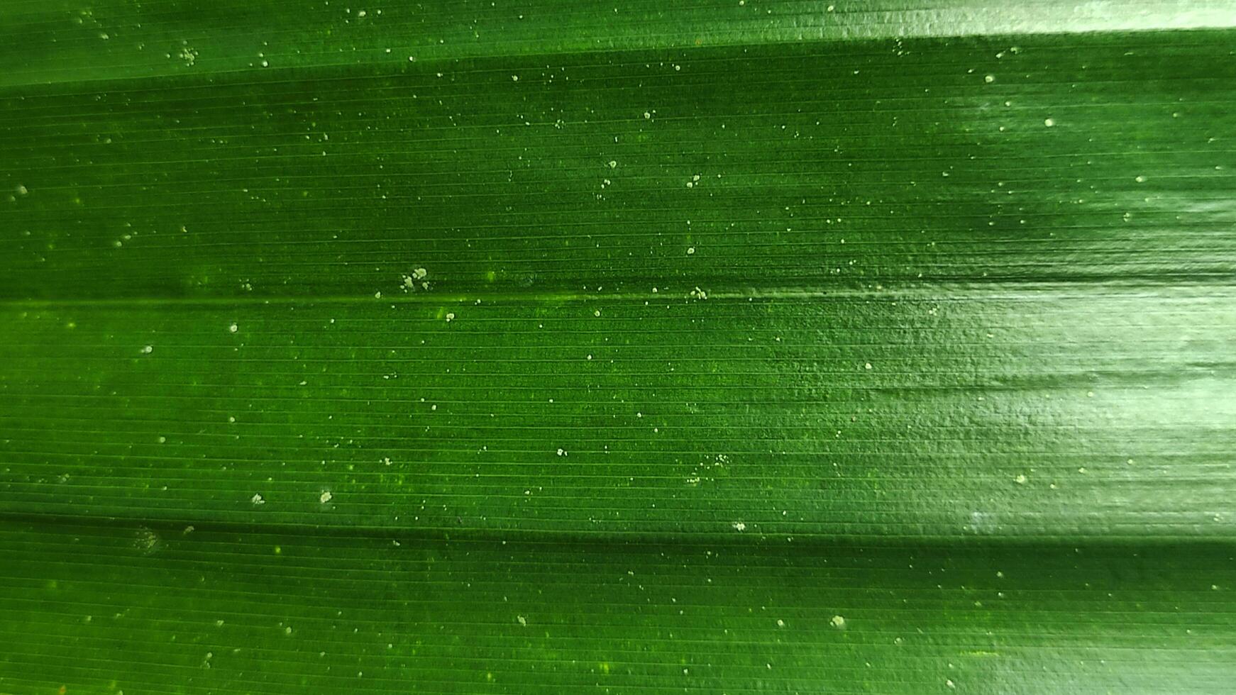 Closeup View of a Lush Green Leafs Veined Texture with Subtle Spots. photo