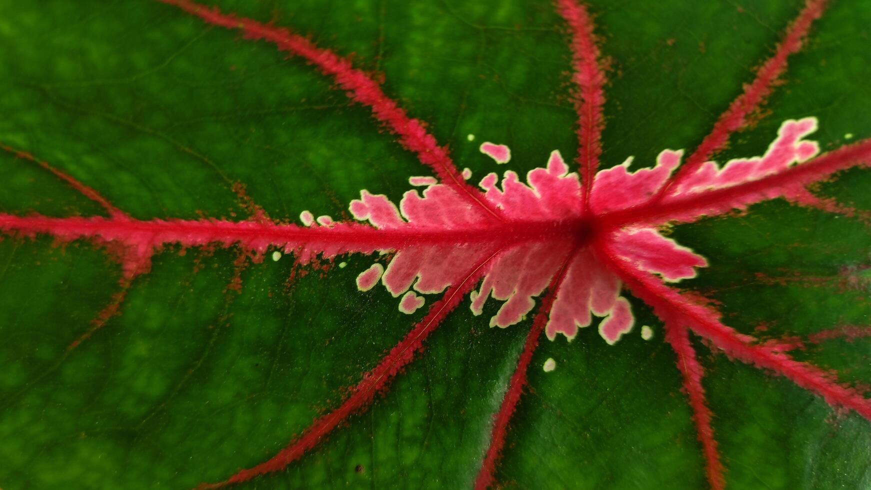 Vibrant Croton Leaf Closeup - Striking Red Veins and Green Texture. photo