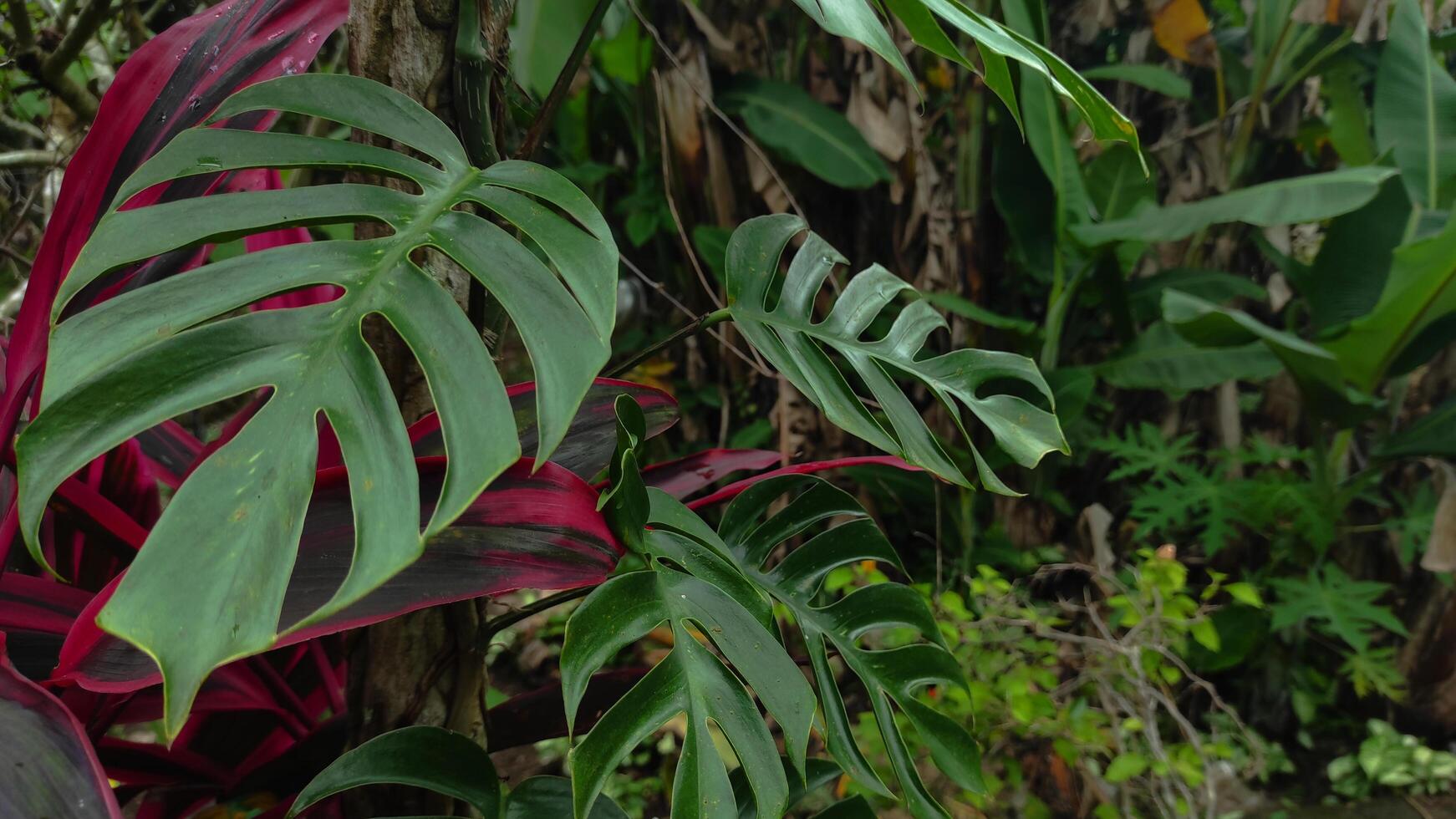 Lush Tropical Foliage - Monstera Deliciosa and Cordyline Leaves in Natural Light. photo
