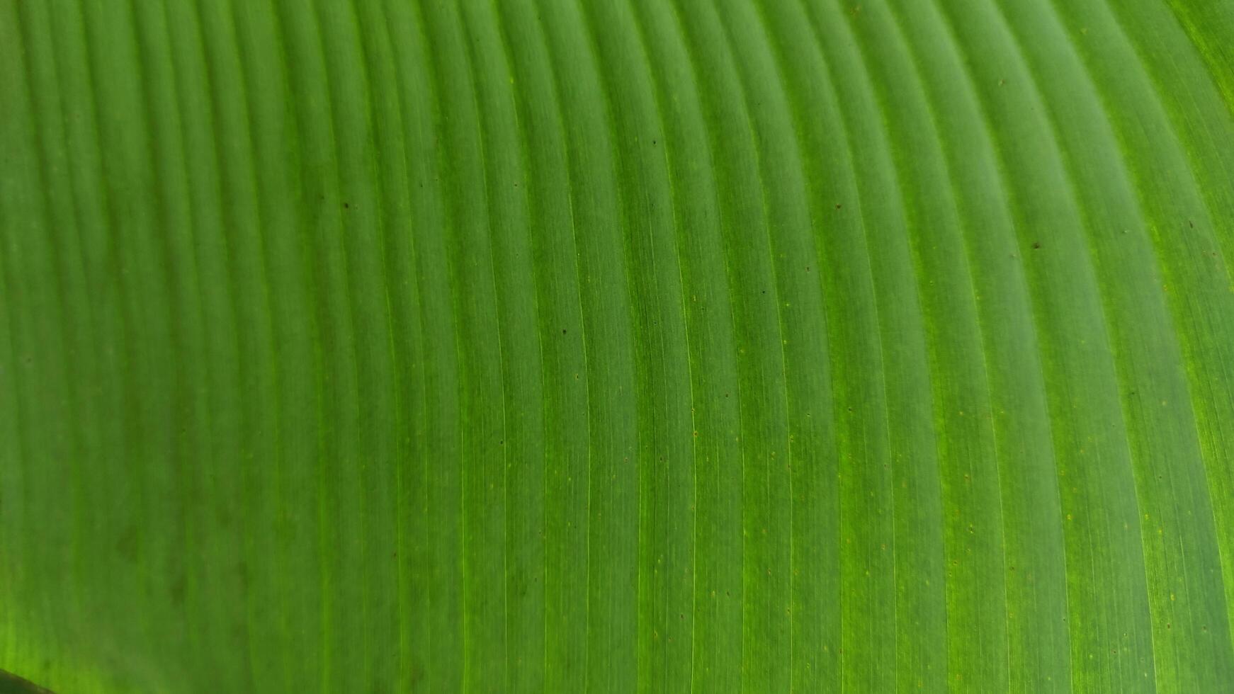 Vibrant Green Banana Leaf Texture with Parallel Veins and Subtle Variations. photo