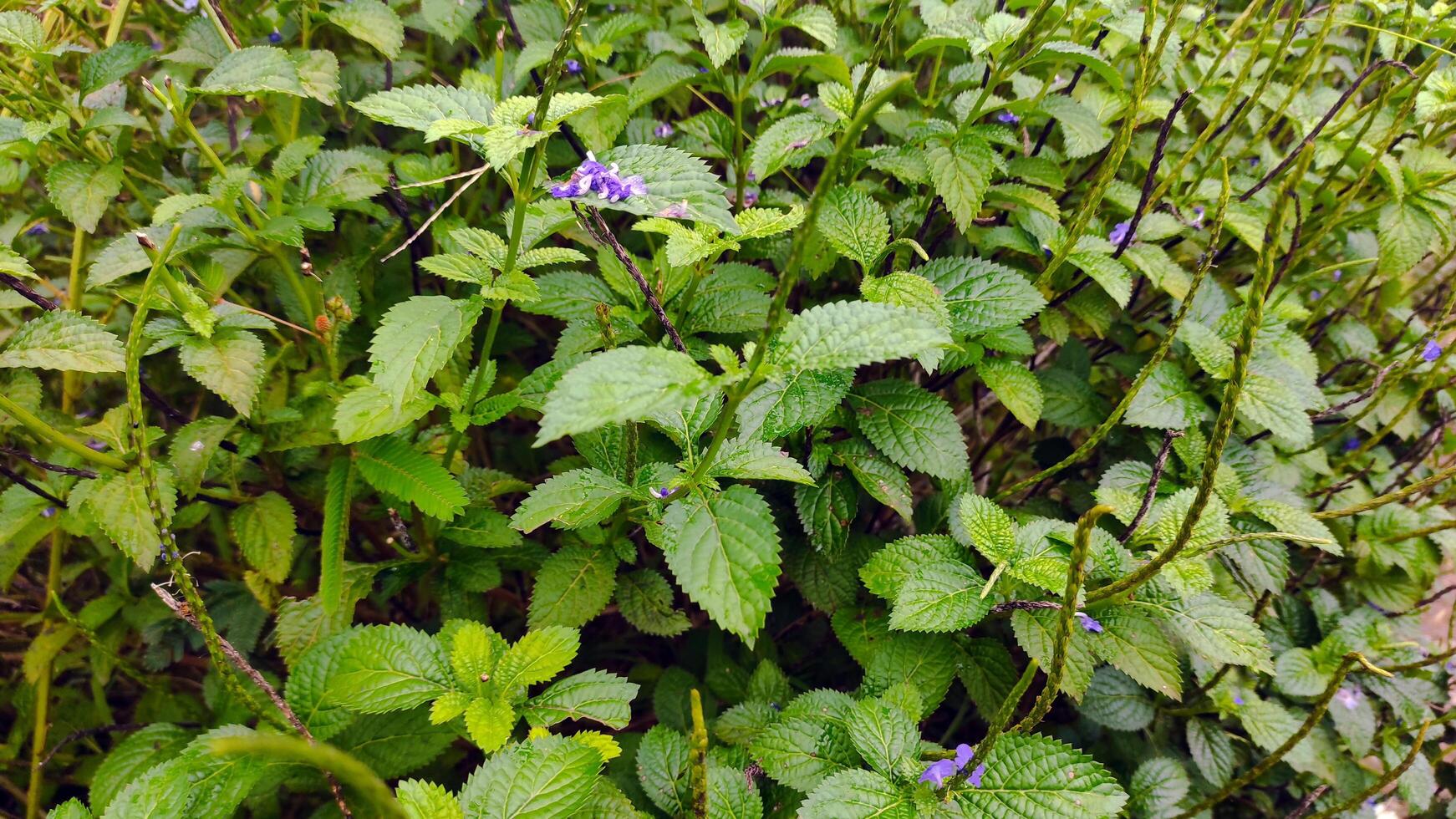 Lush Green Foliage with Scattered Purple Flowers - A Closeup View of Vibrant Dew-Kissed Leaves. photo