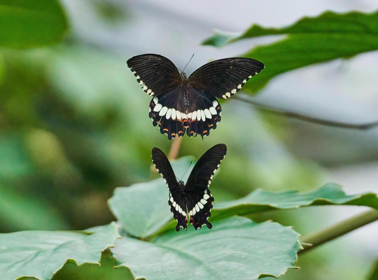 2 Butterflies in Hornimans Gardens photo