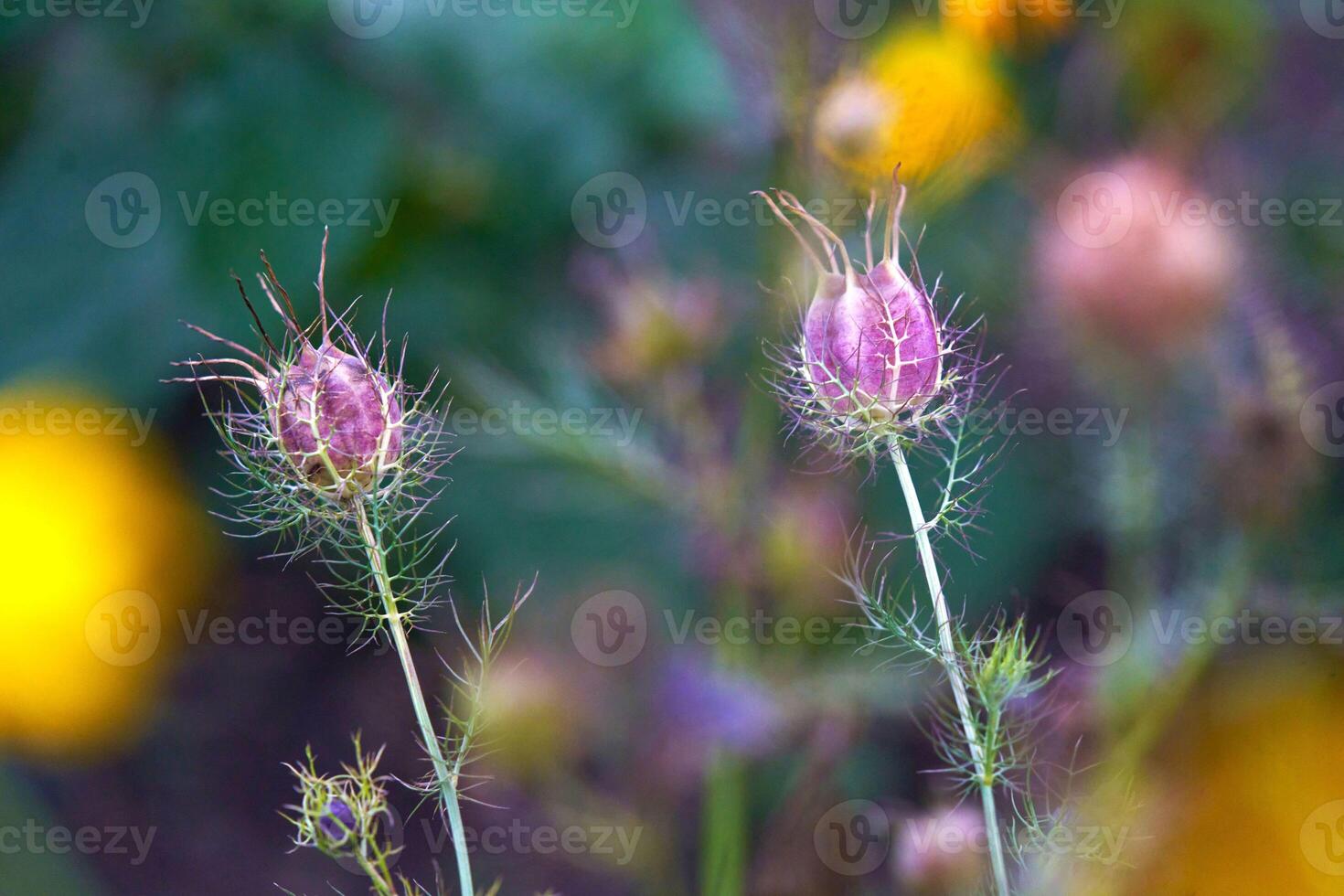Holland Park Flowers photo