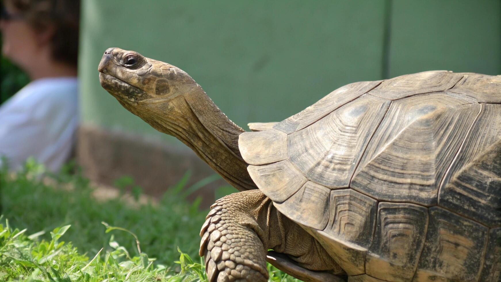 A large tortoise on the grass photo