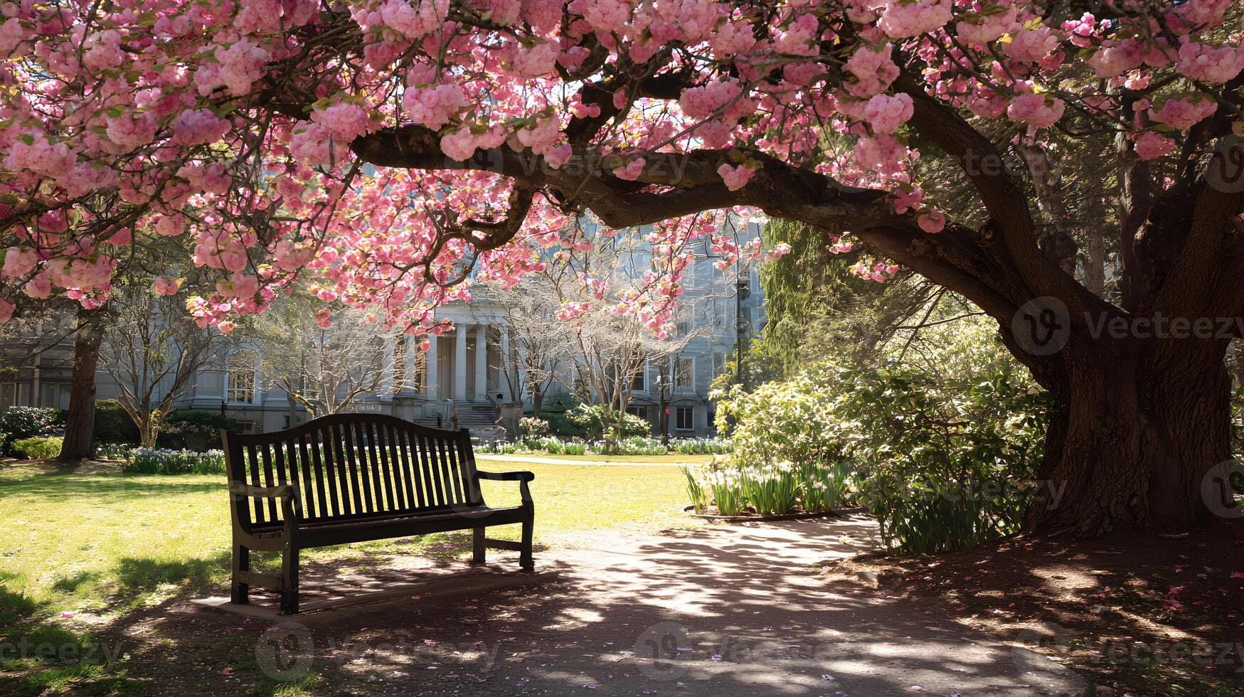 A serene spring scene featuring a park bench under a blooming cherry blossom tree near a building photo