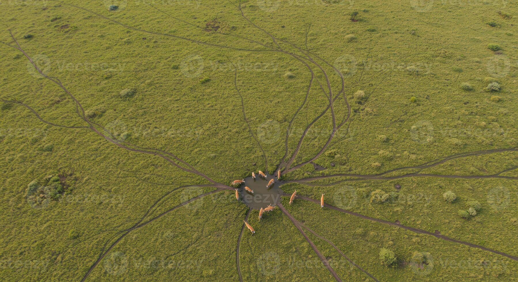 Aerial view of wild antelopes drinking in a tranquil African savannah creating pathways through the vibrant grassland photo