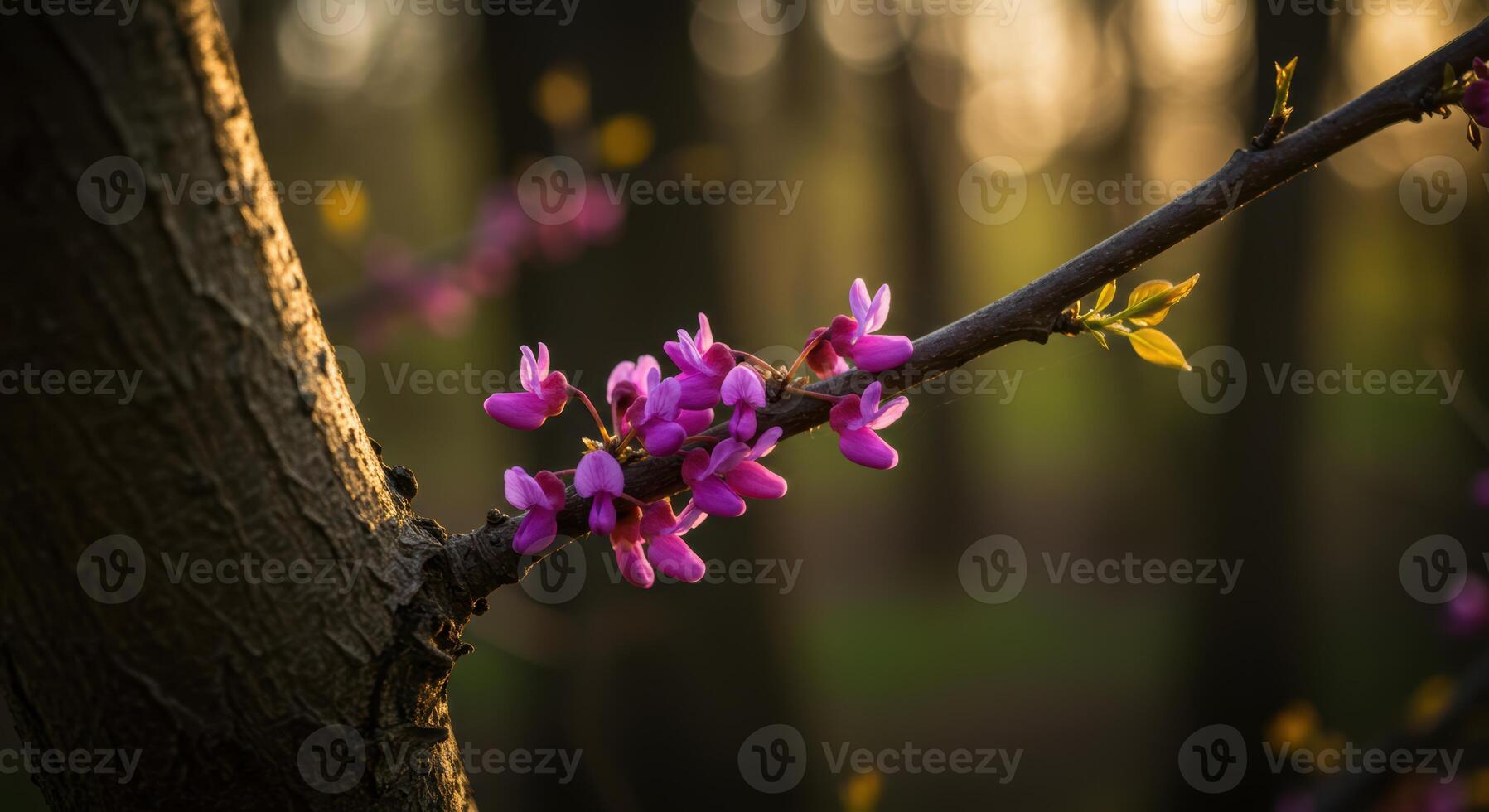 Delicate purple eastern redbud flowers blooming on a branch in golden hour light show springtime beauty and natural growth photo