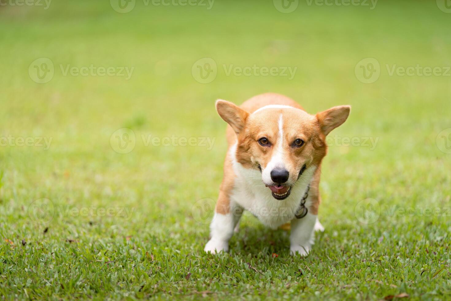 Corgi Dog Approaching Camera. Friendly corgi walking towards the viewer in a park. photo
