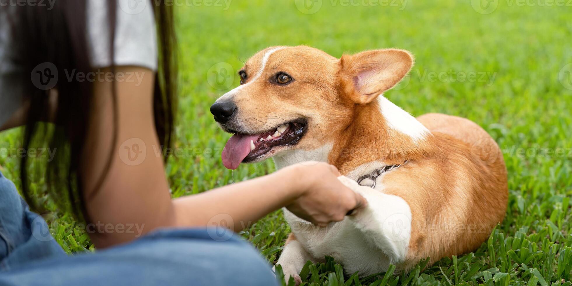 Corgi Dog and Owner Bonding. A woman teaching her corgi to shake hands in a grassy park. photo