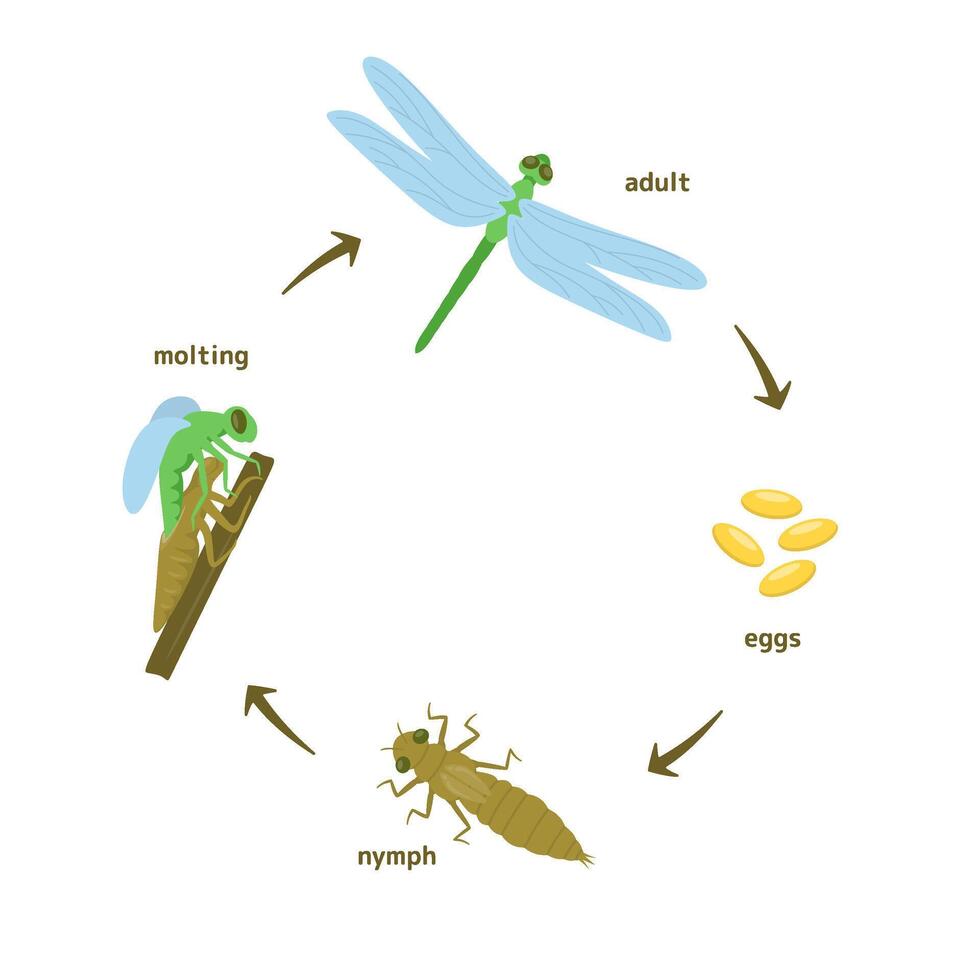Life Cycle of a Dragonfly Illustration vector