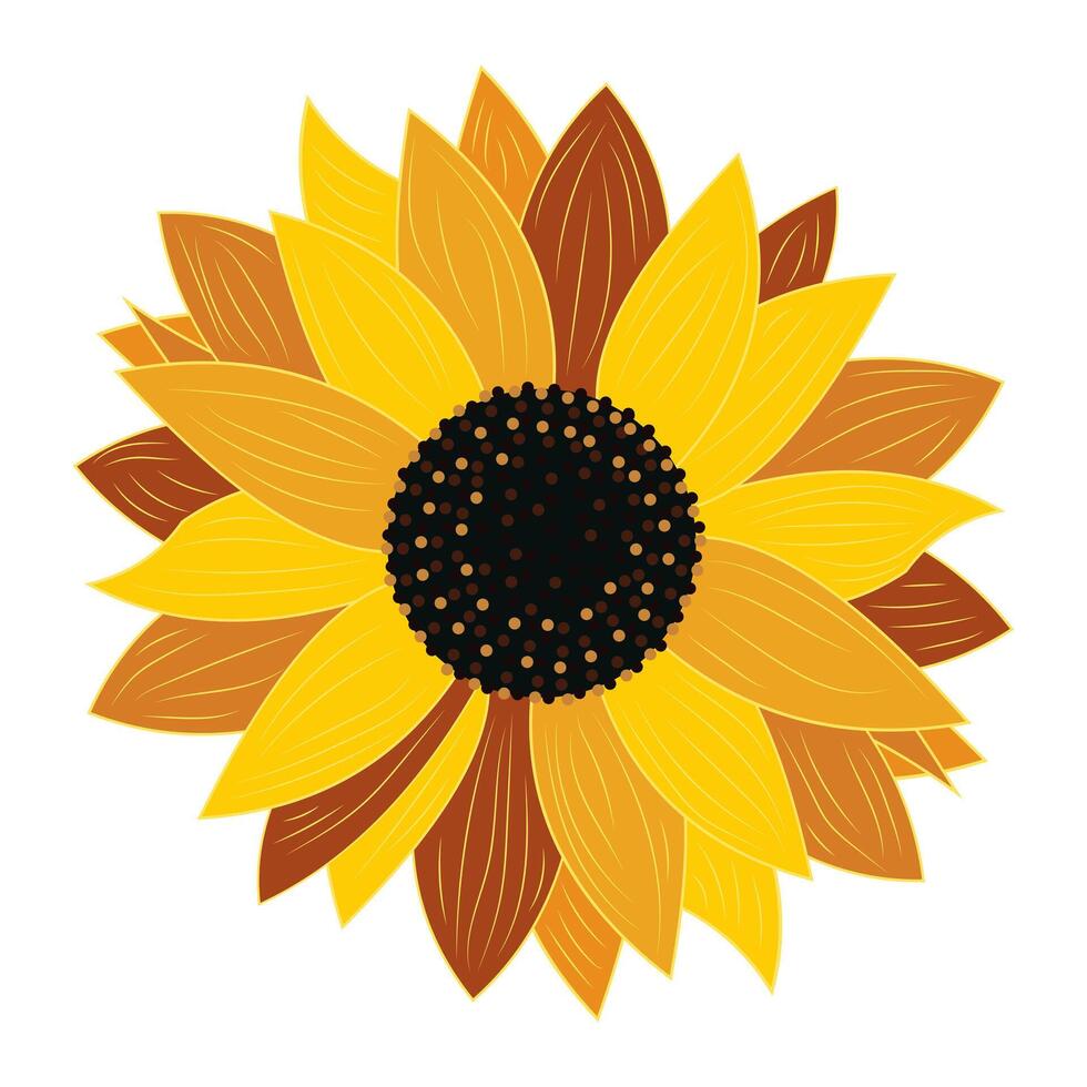 Sunflower close-up on white background isolated. vector