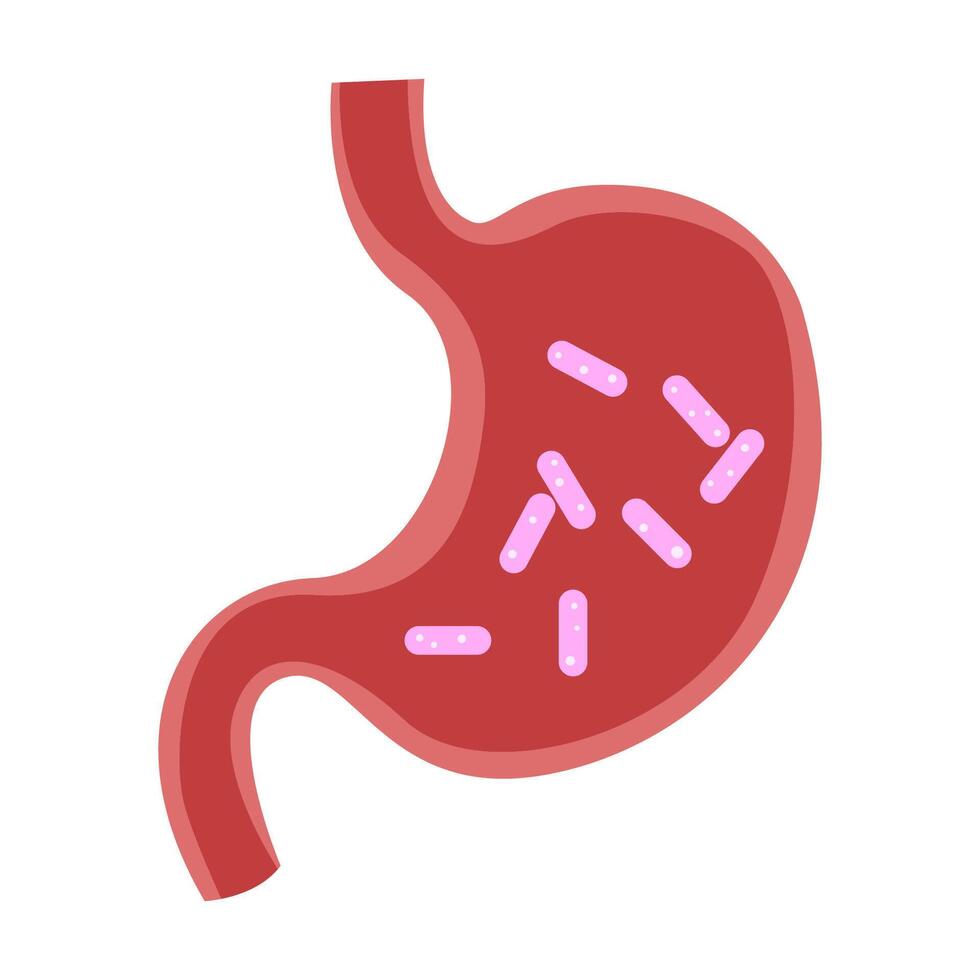 Bacteria in Stomach vector