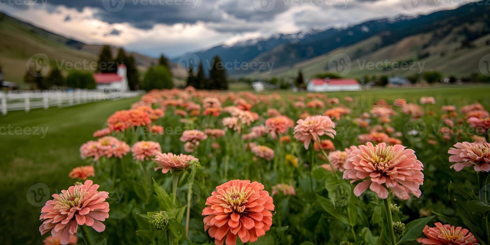 Salmon Pink Zinnia Field Mountain Landscape Farm Houses photo