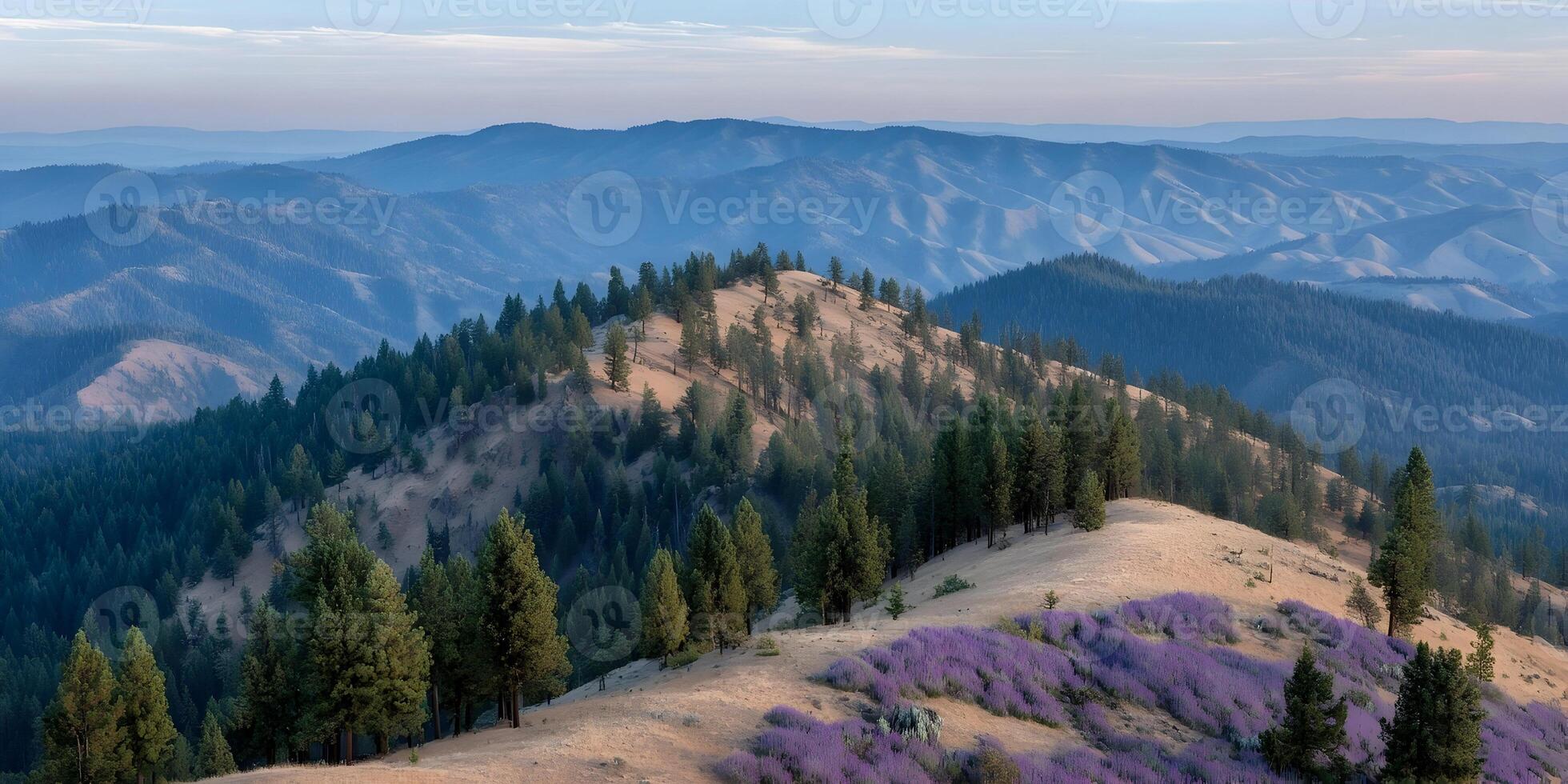 Mountain Landscape Scenic View Purple Flowers Rolling Hills Coniferous Forest photo