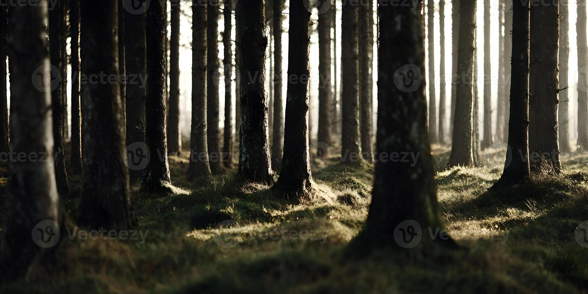 Sunlit Pine Tree Forest Dense Woods Sunlight Through Trees photo