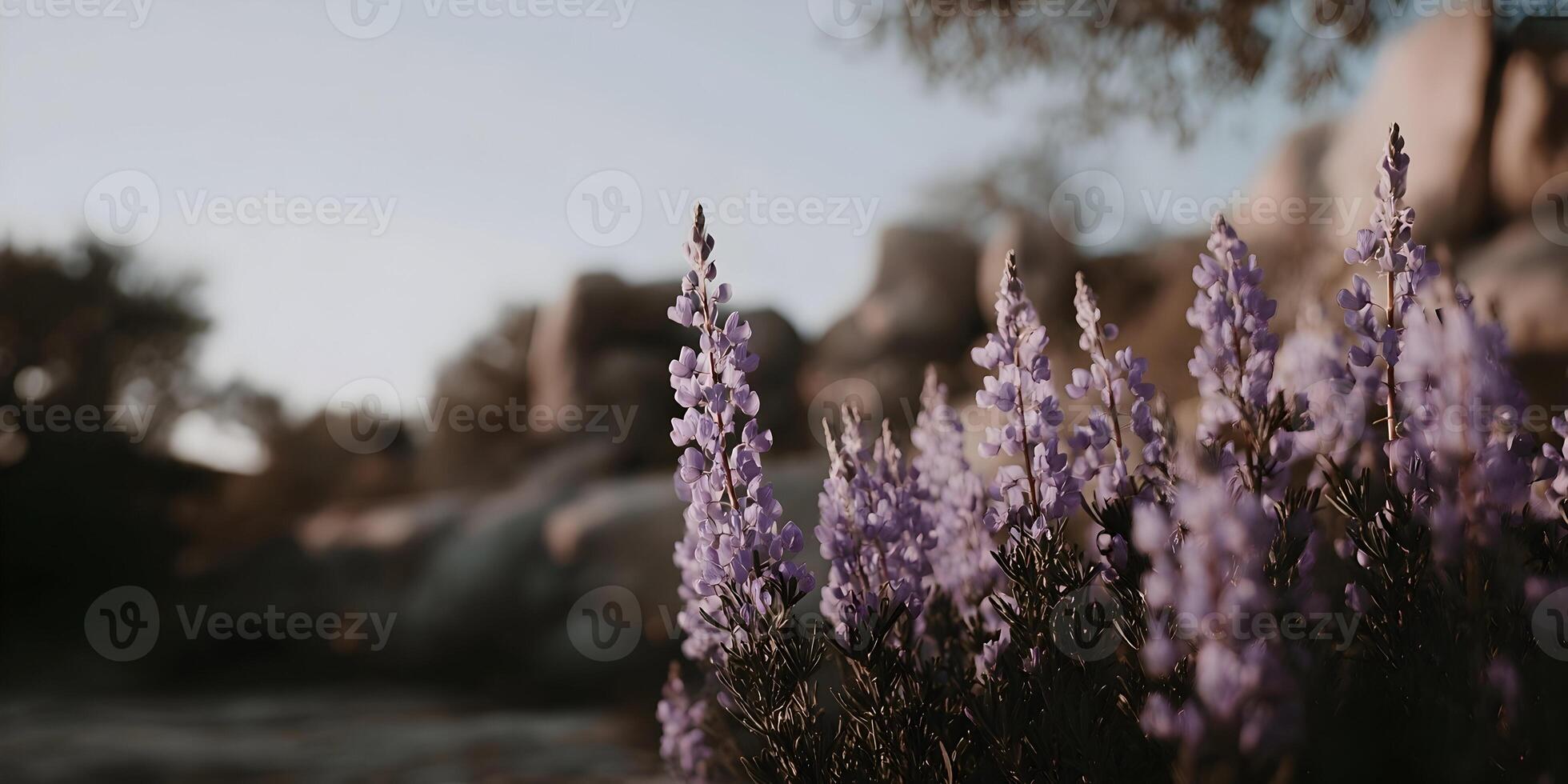 Purple Lupine Flowers Blooming in Rocky Landscape Sunset Light photo