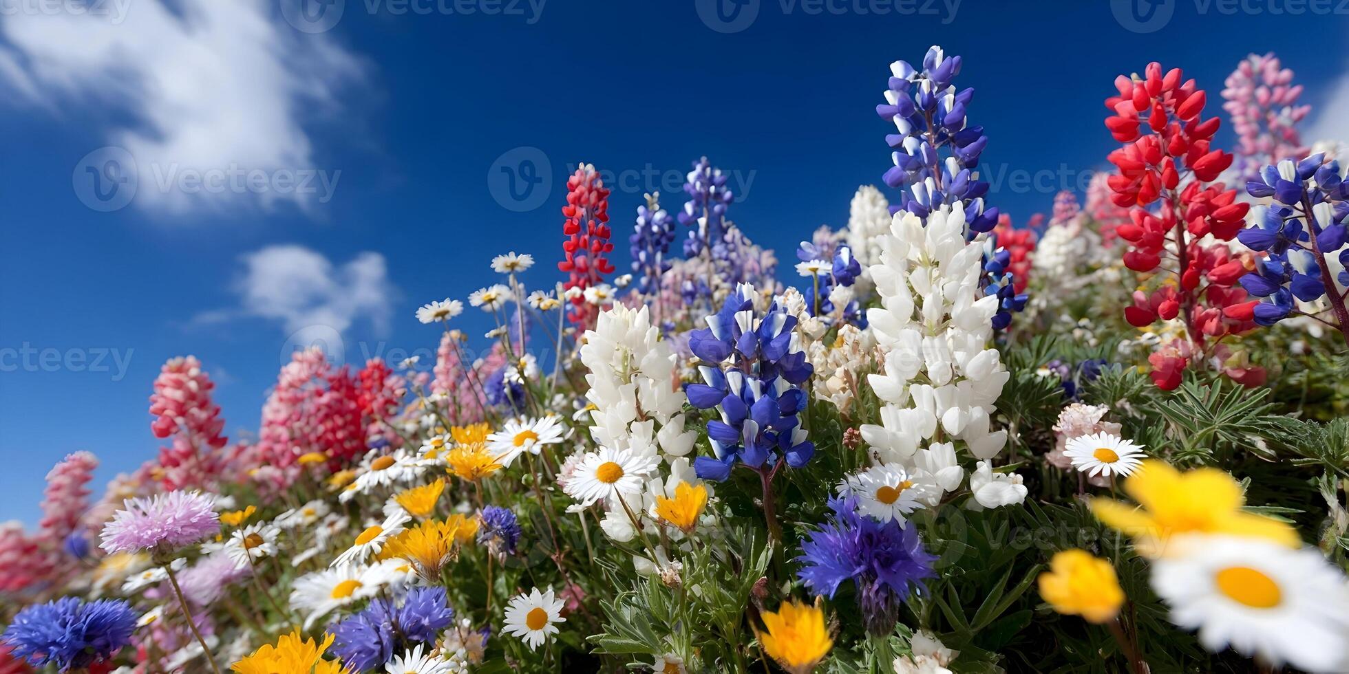 Colorful Wildflower Meadow Blooming Lupines Daisies Blue Cornflowers Sunny Day photo