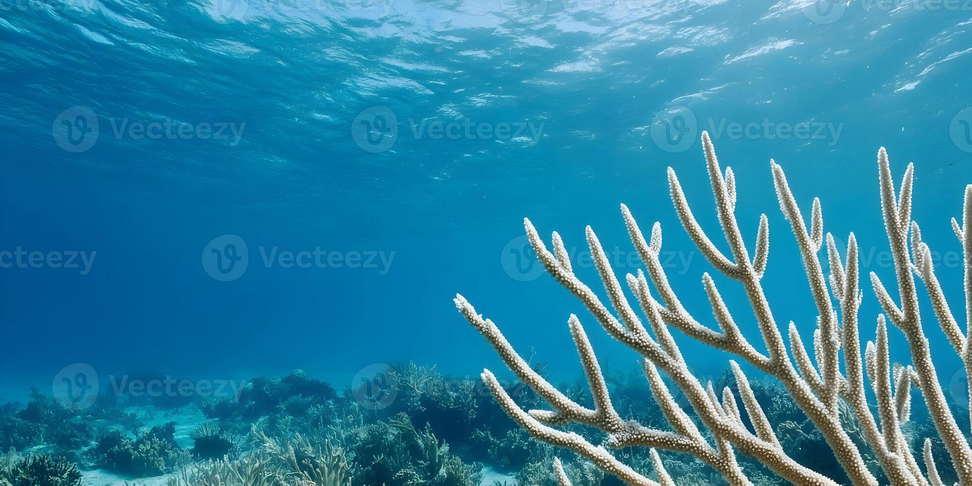 Underwater Scene with Elkhorn Coral Reef Ocean Floor photo