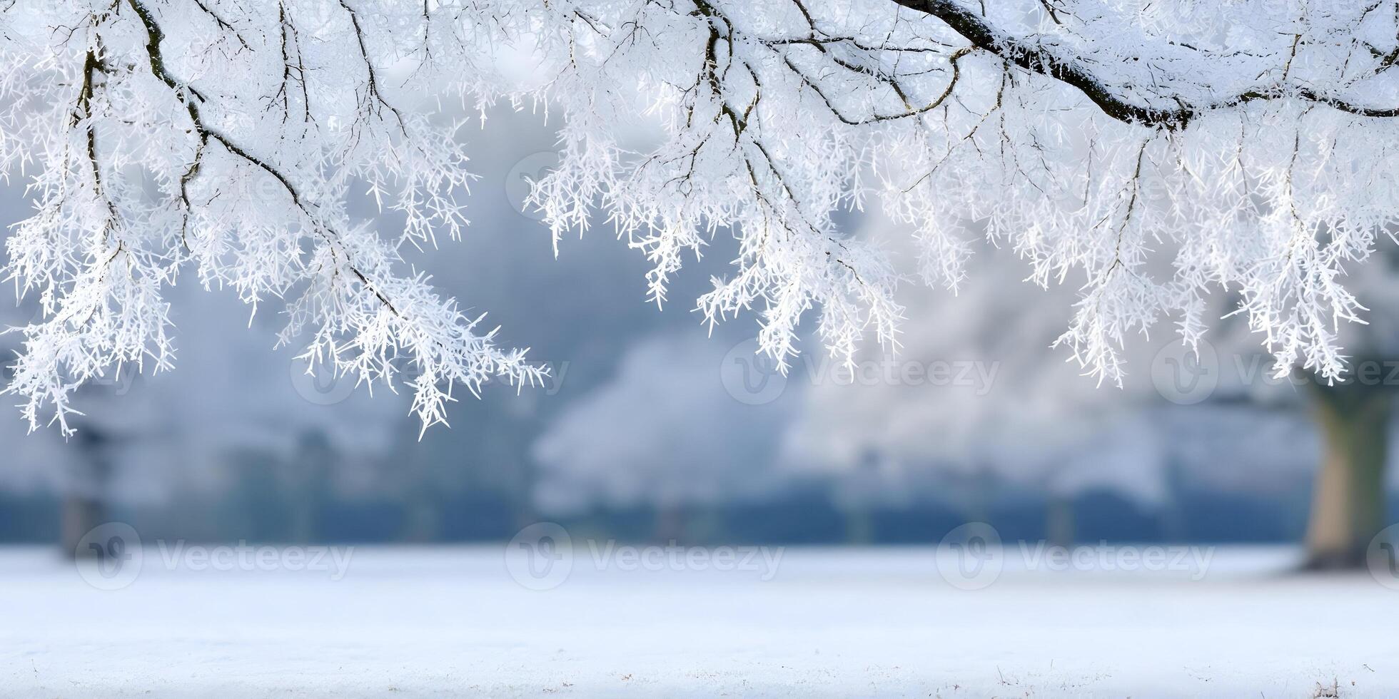 Frost Covered Tree Branches Winter Landscape Photography photo