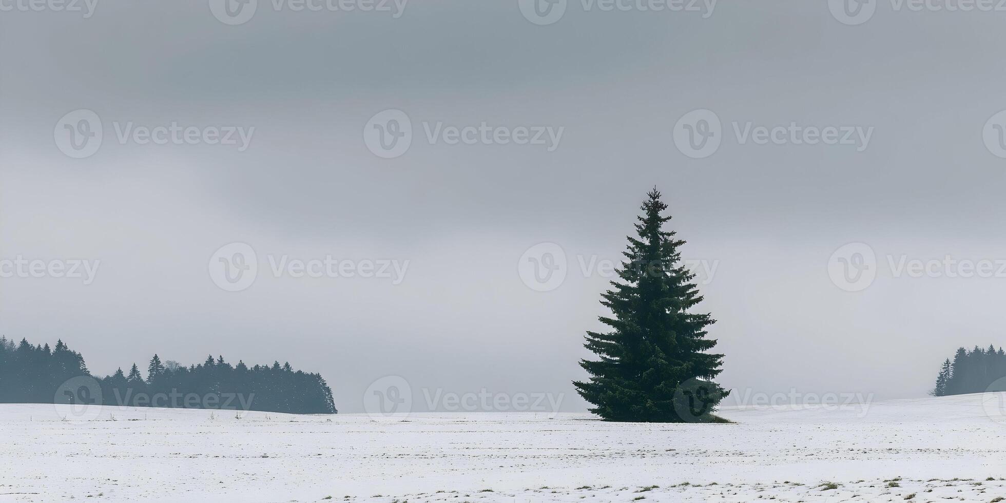 Single Spruce Tree in Snowy Field Winter Landscape photo