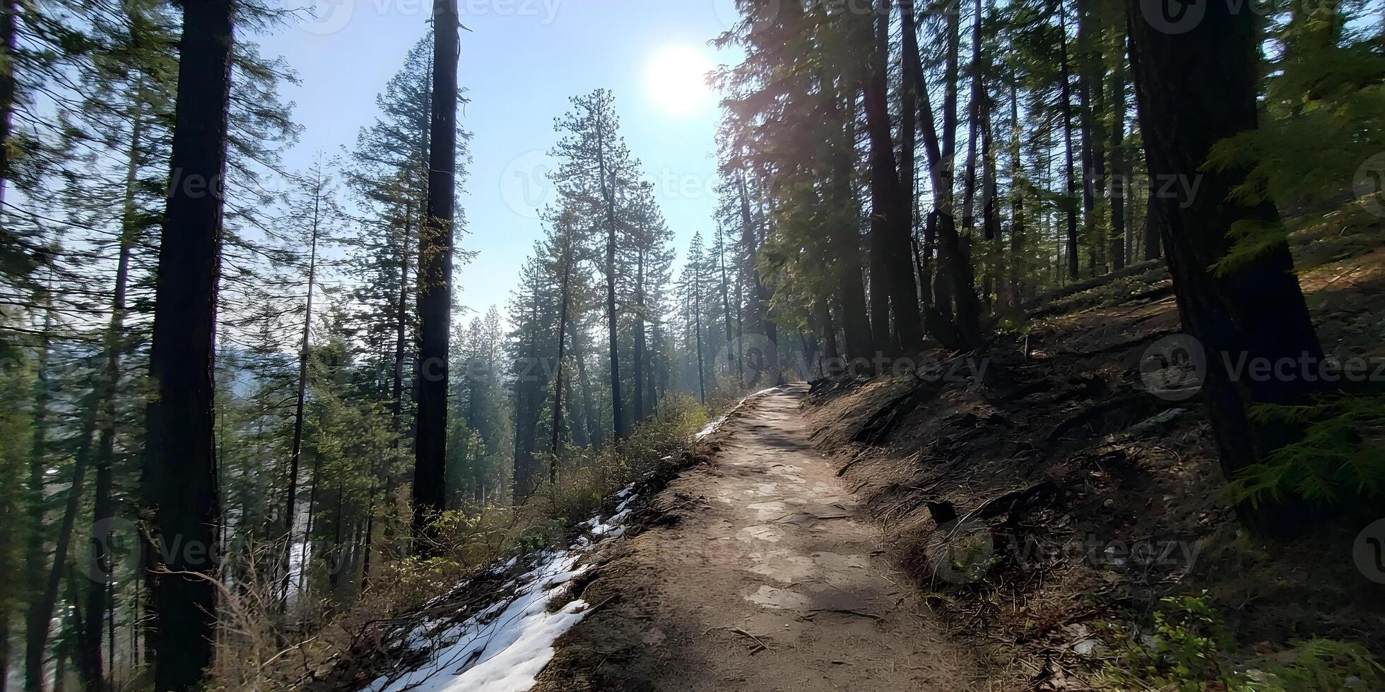 Sunny Forest Trail Path Winding Through Tall Pine Trees Winter Snow photo
