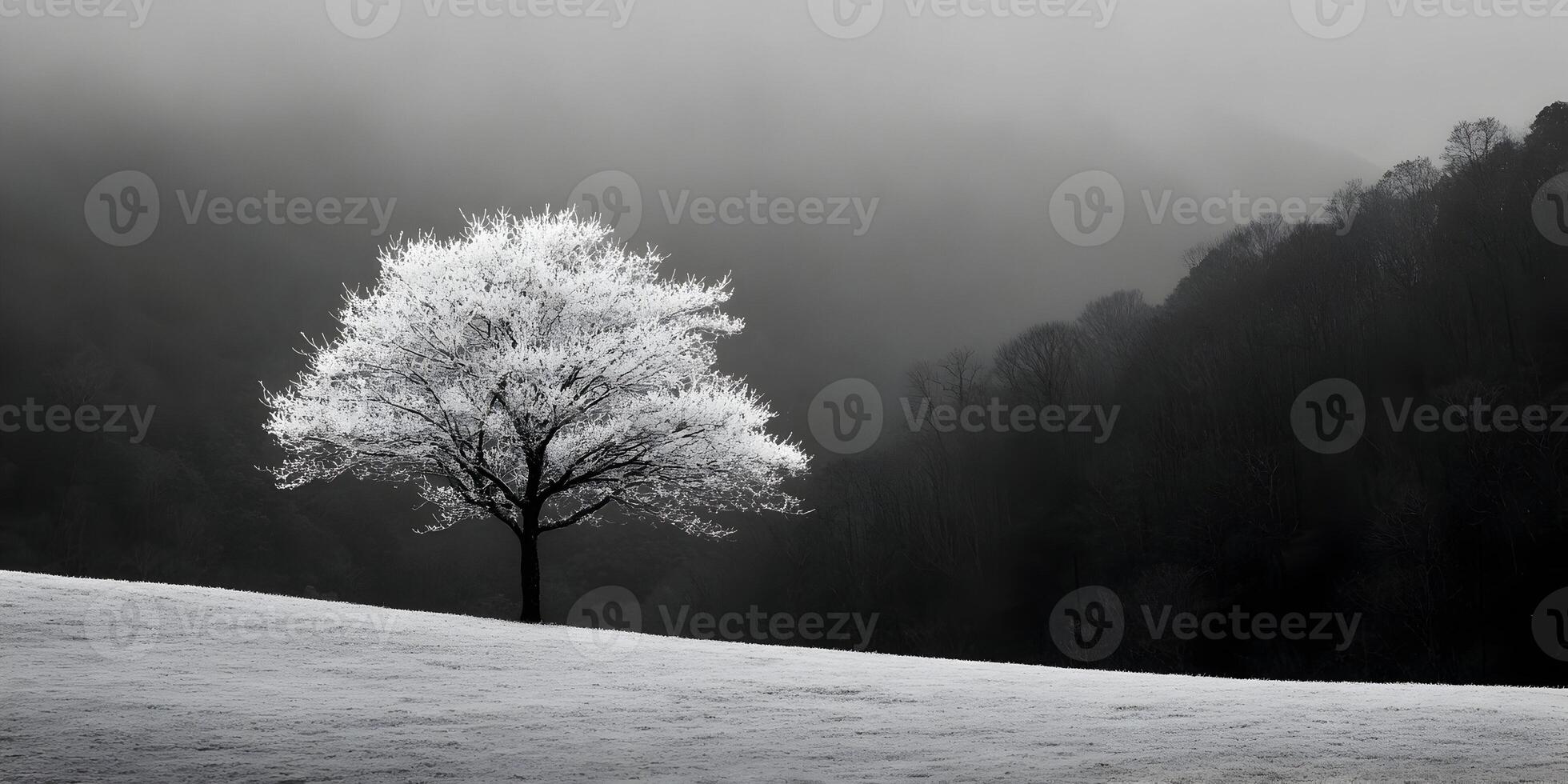 Single Frosty Tree in Black and White Landscape Photo