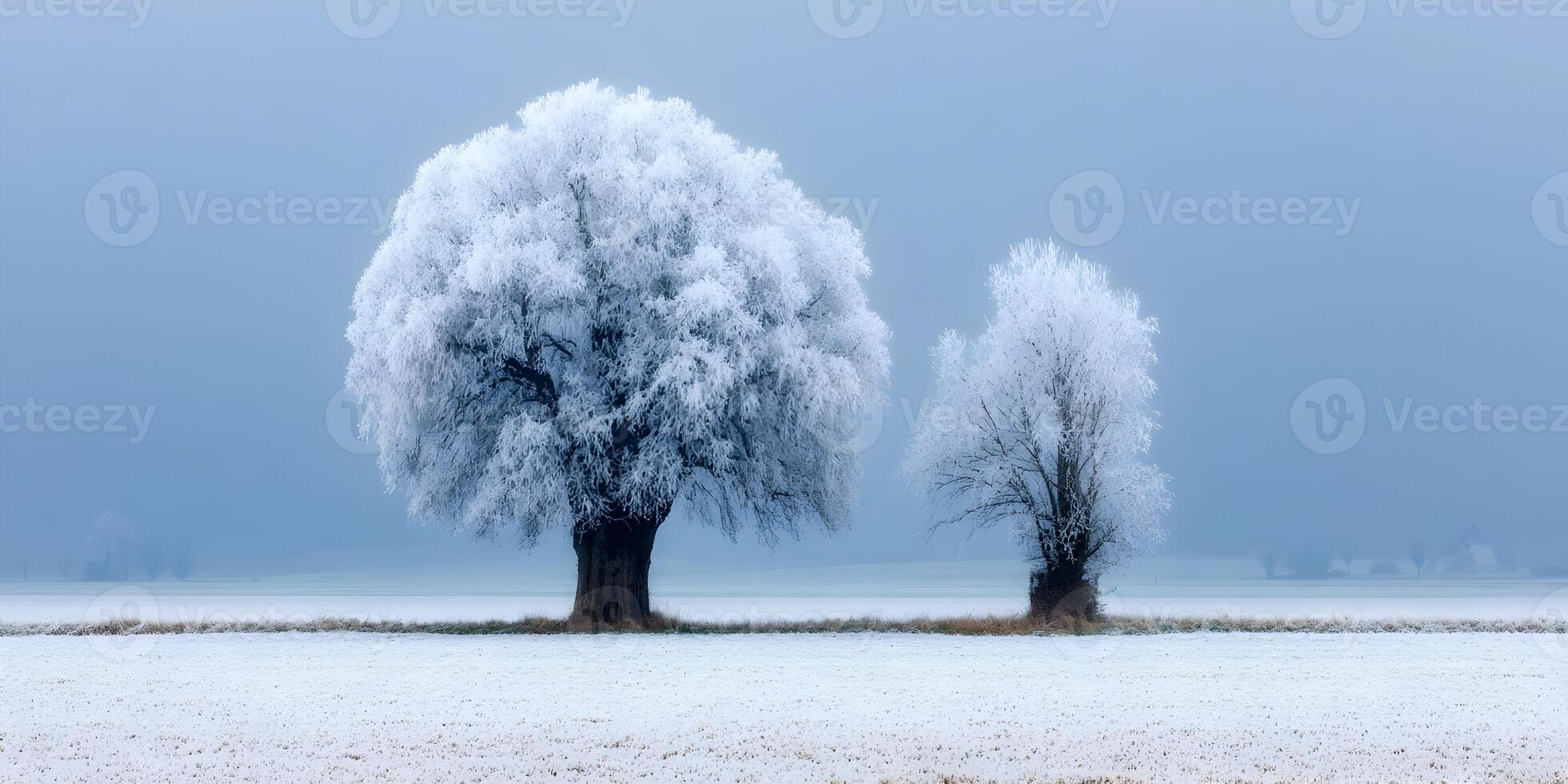 Two Frost Covered Trees Winter Landscape Frosty Branches Snowy Field Cold Season photo