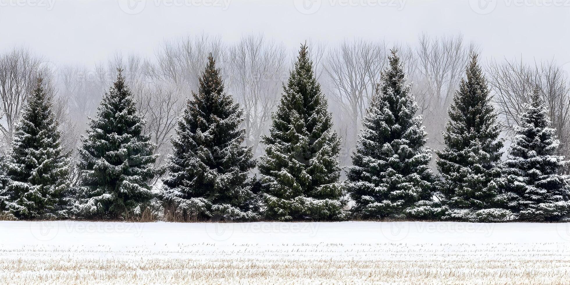 Snow Covered Evergreen Trees Winter Landscape Row of Pine Trees Snowy Field photo