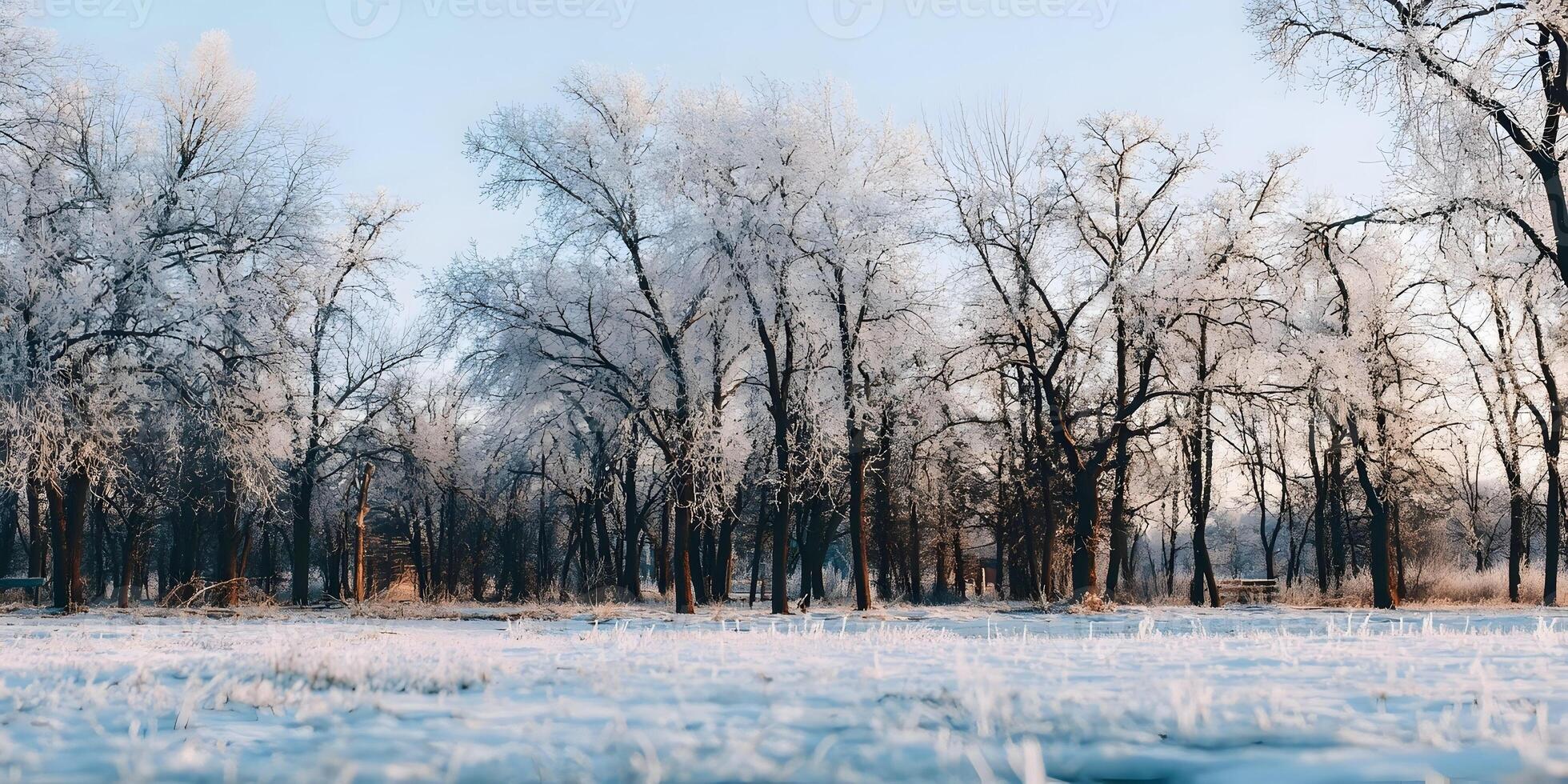 Winter Landscape Frosty Trees Snow Covered Field photo