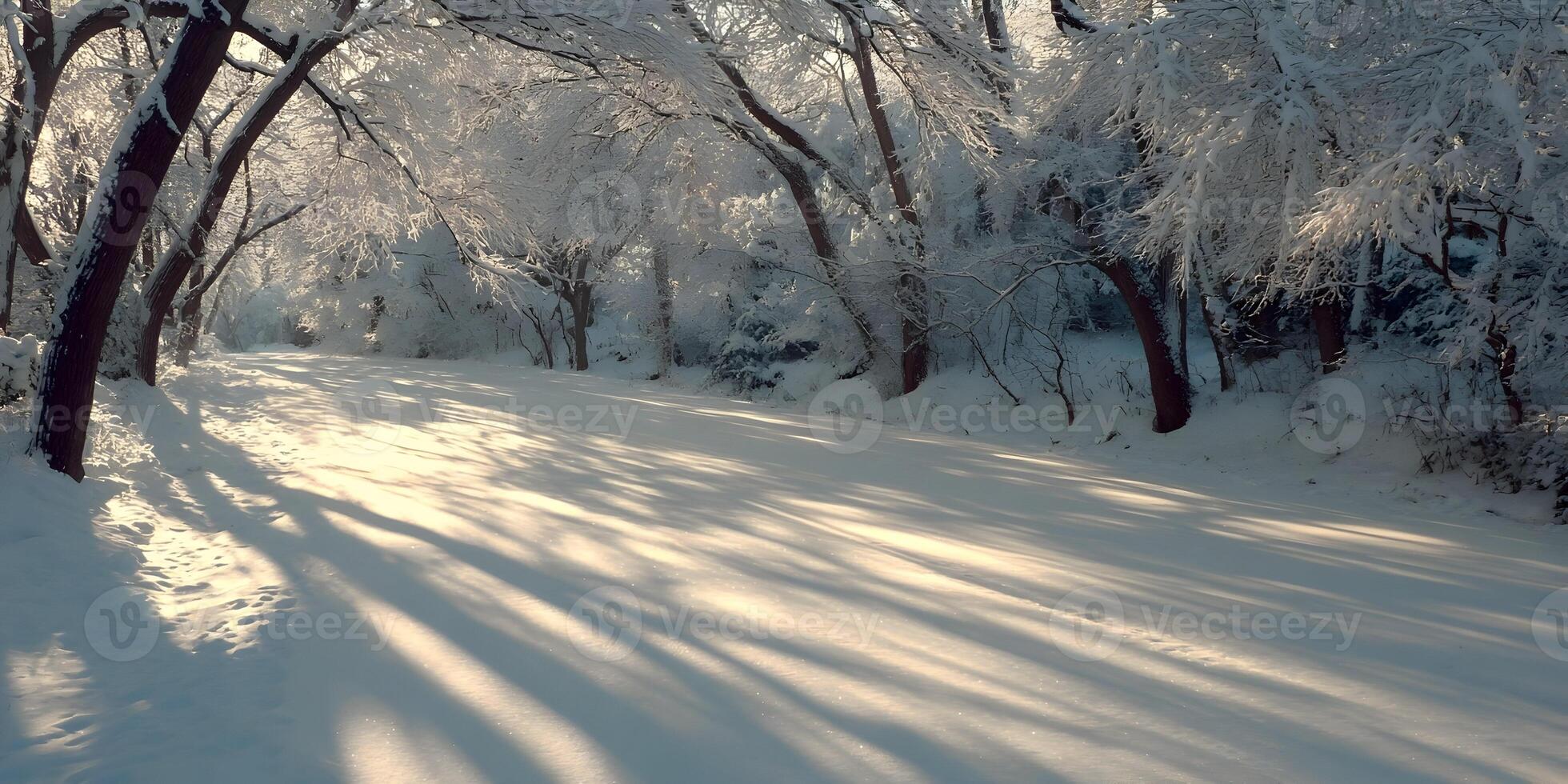 Snowy Path Winter Wonderland Snow Covered Trees Sunlight Shadows Landscape photo
