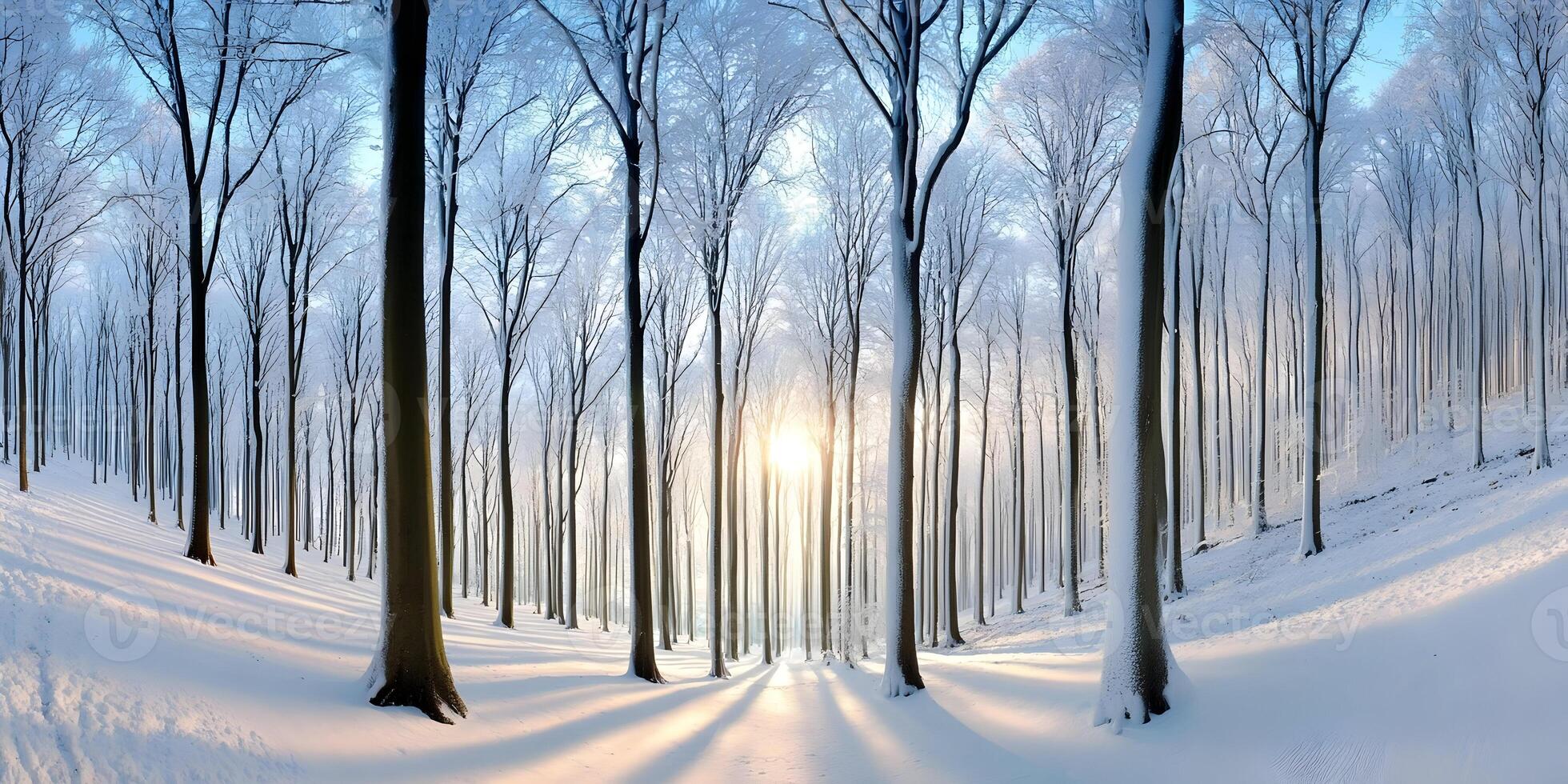 Snow Covered Trees Winter Forest Sunrise Sunlight Path photo