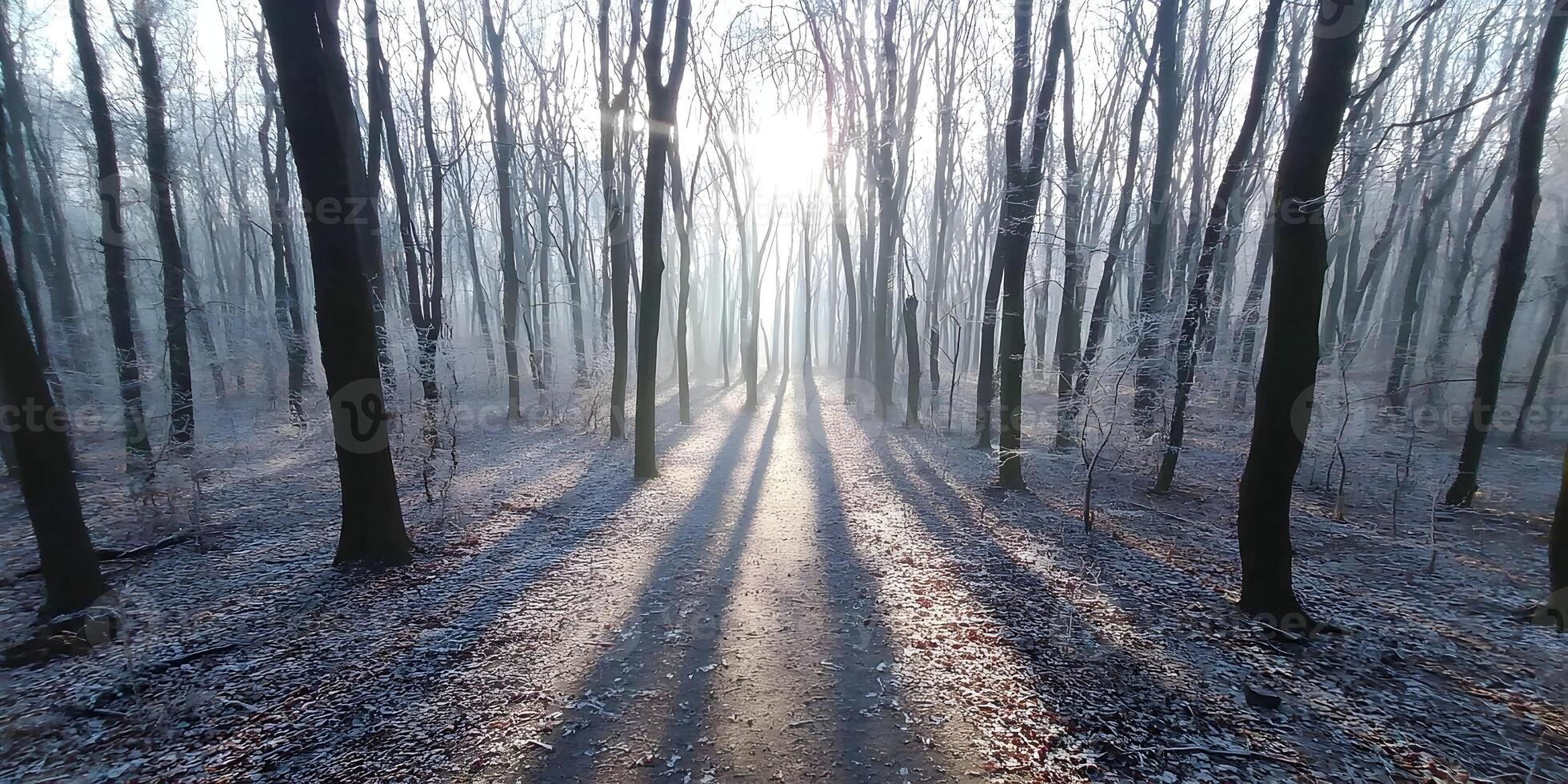 Sunlit Path in Frosty Winter Forest Tall Trees Snowy Ground photo