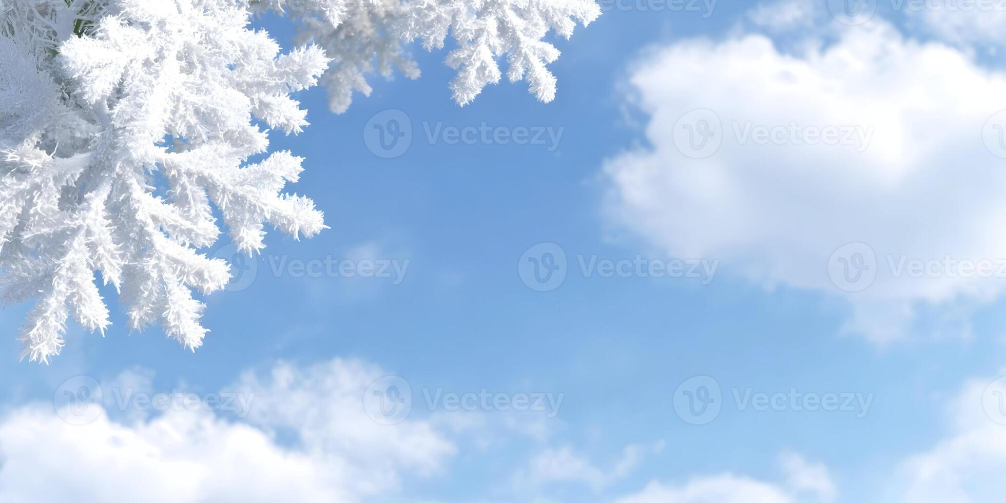 Snow Covered Pine Branch Winter Sky Background Image photo