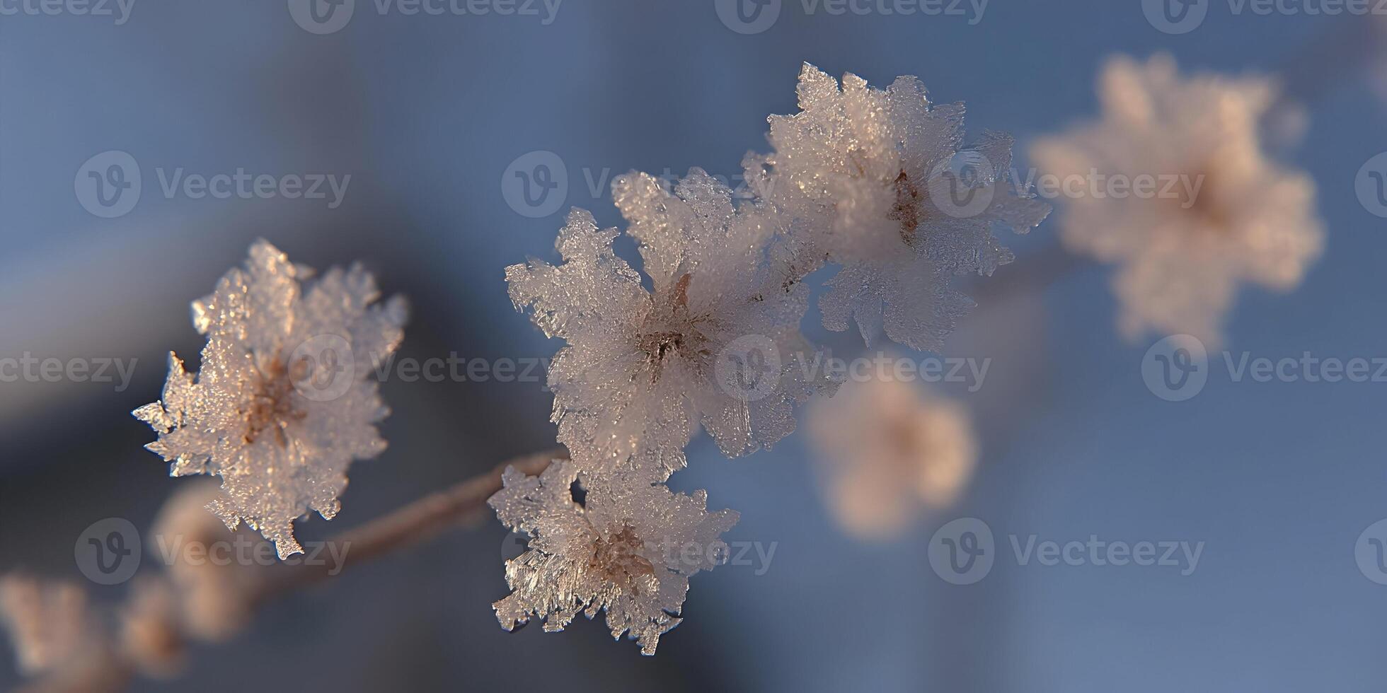 Frost Covered Flowers Winter Nature Closeup Photography photo